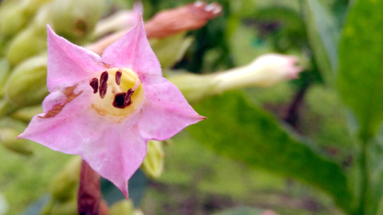 Xiaomi Redmi 4 Pro sample photo. Beautiful, flowers, flora, nature photography