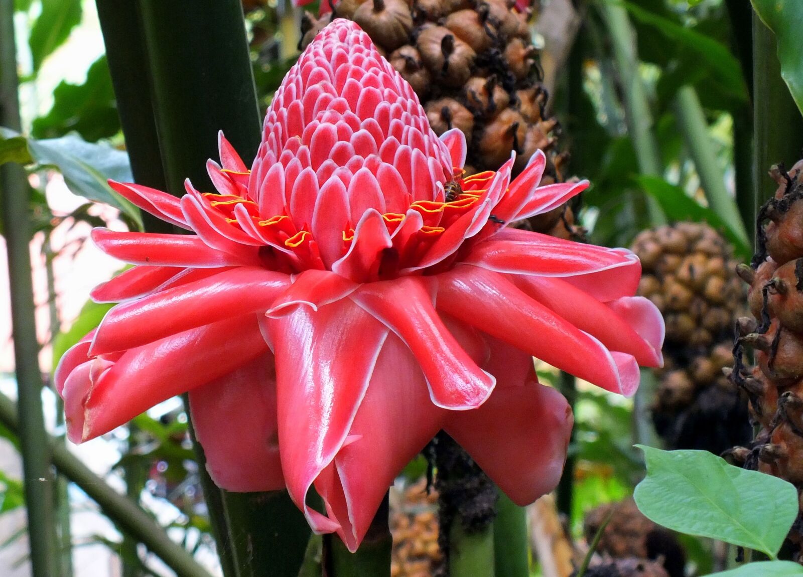 FujiFilm FinePix HS20 EXR (FinePix HS22 EXR) sample photo. Flower, plant, tropical photography