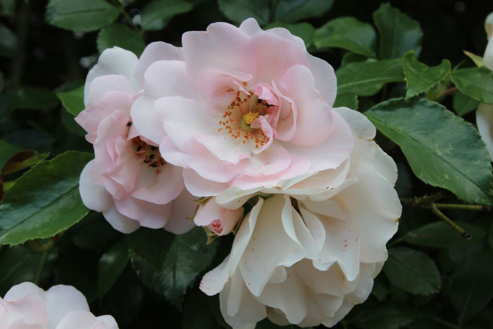 Canon EOS 600D (Rebel EOS T3i / EOS Kiss X5) sample photo. Wild rose, white, blossom photography