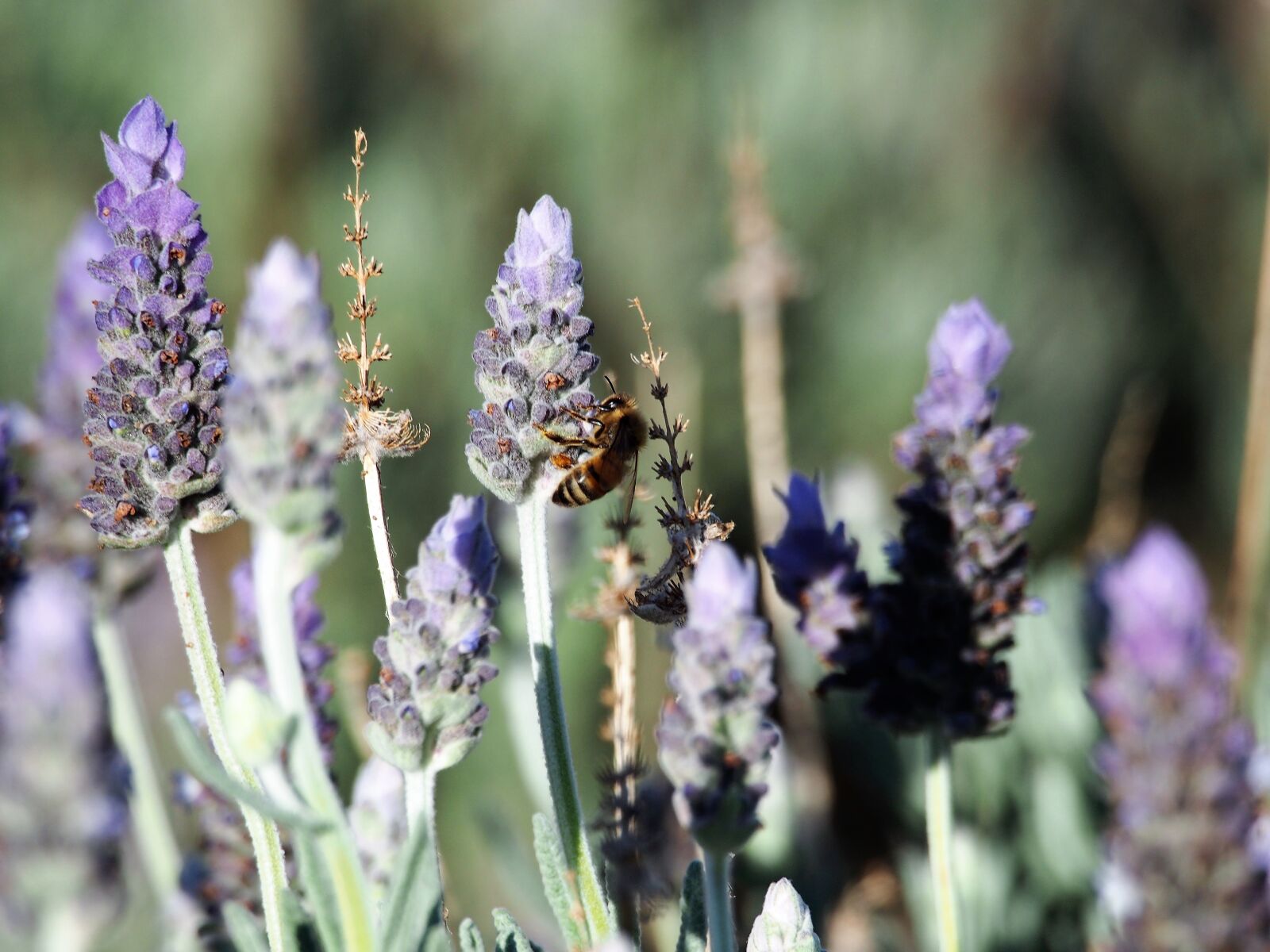Olympus OM-D E-M5 sample photo. Lavender, flowers, purple photography