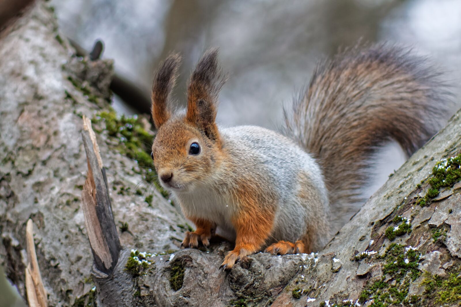 Canon EOS 500D (EOS Rebel T1i / EOS Kiss X3) sample photo. Squirrel, animal, nature photography