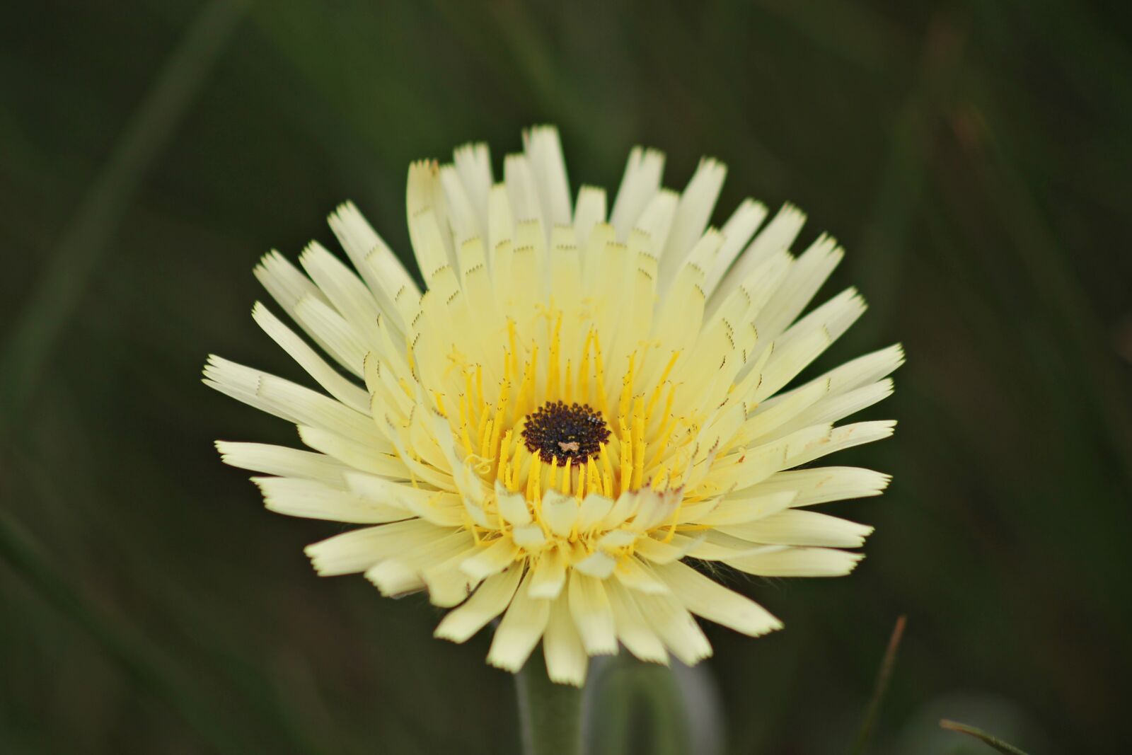 Canon EOS 1100D (EOS Rebel T3 / EOS Kiss X50) sample photo. Flower, dandelion, spring photography