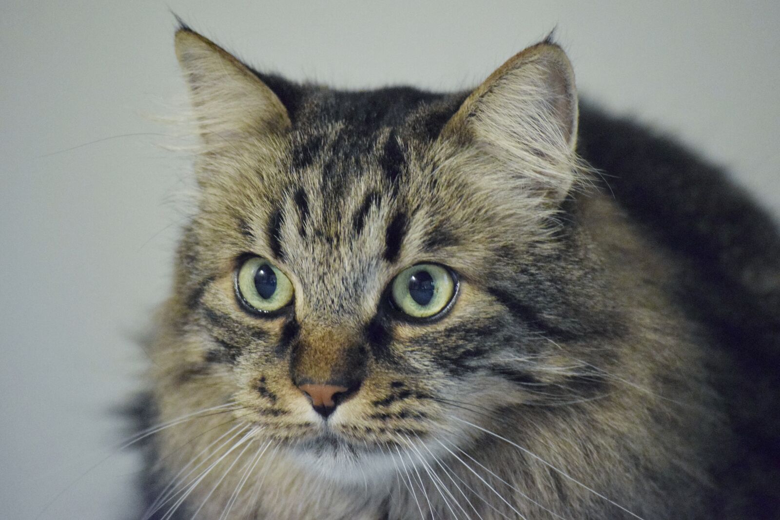 Nikon D3300 sample photo. Cat, animal, feline photography
