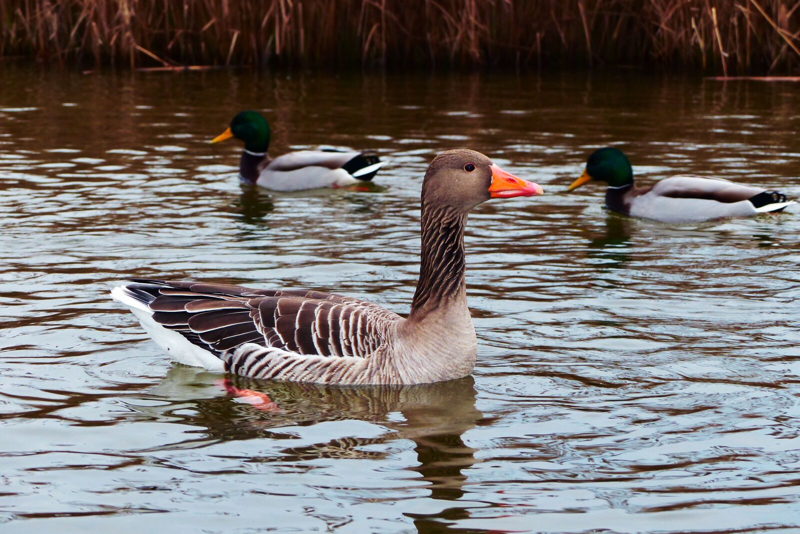 Panasonic Lumix DMC-FZ200 sample photo. Goose grey goose, water photography