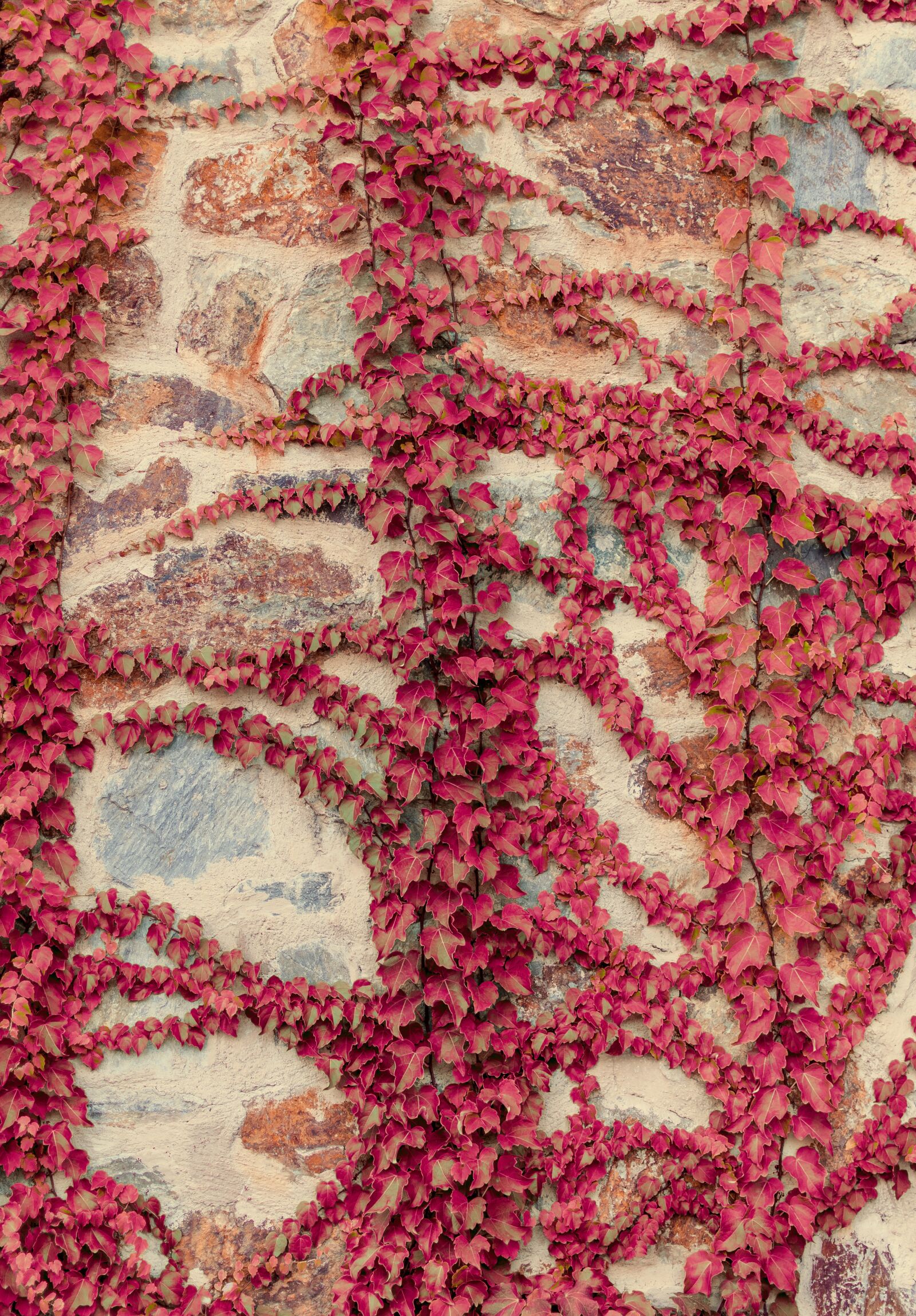 Nikon D300 sample photo. Garden, leaves, vine photography