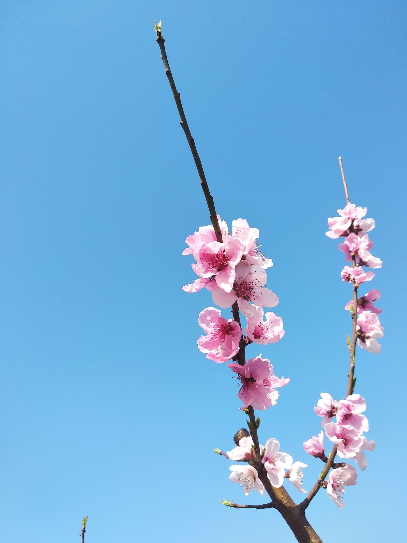 Xiaomi Redmi 5 Plus sample photo. Spring, peach blossom, sunny photography