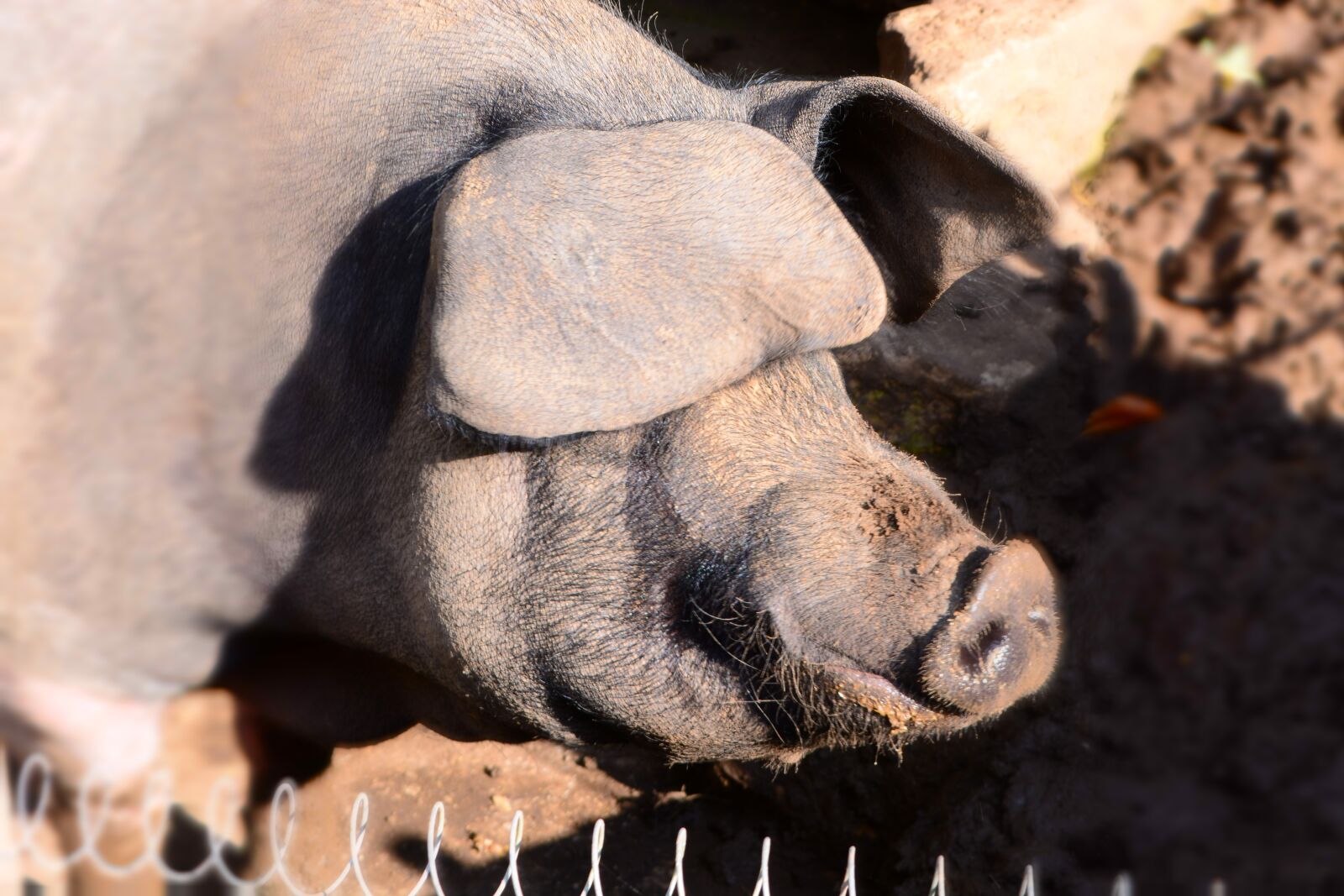 Nikon D5200 sample photo. Boar, animal, nature photography