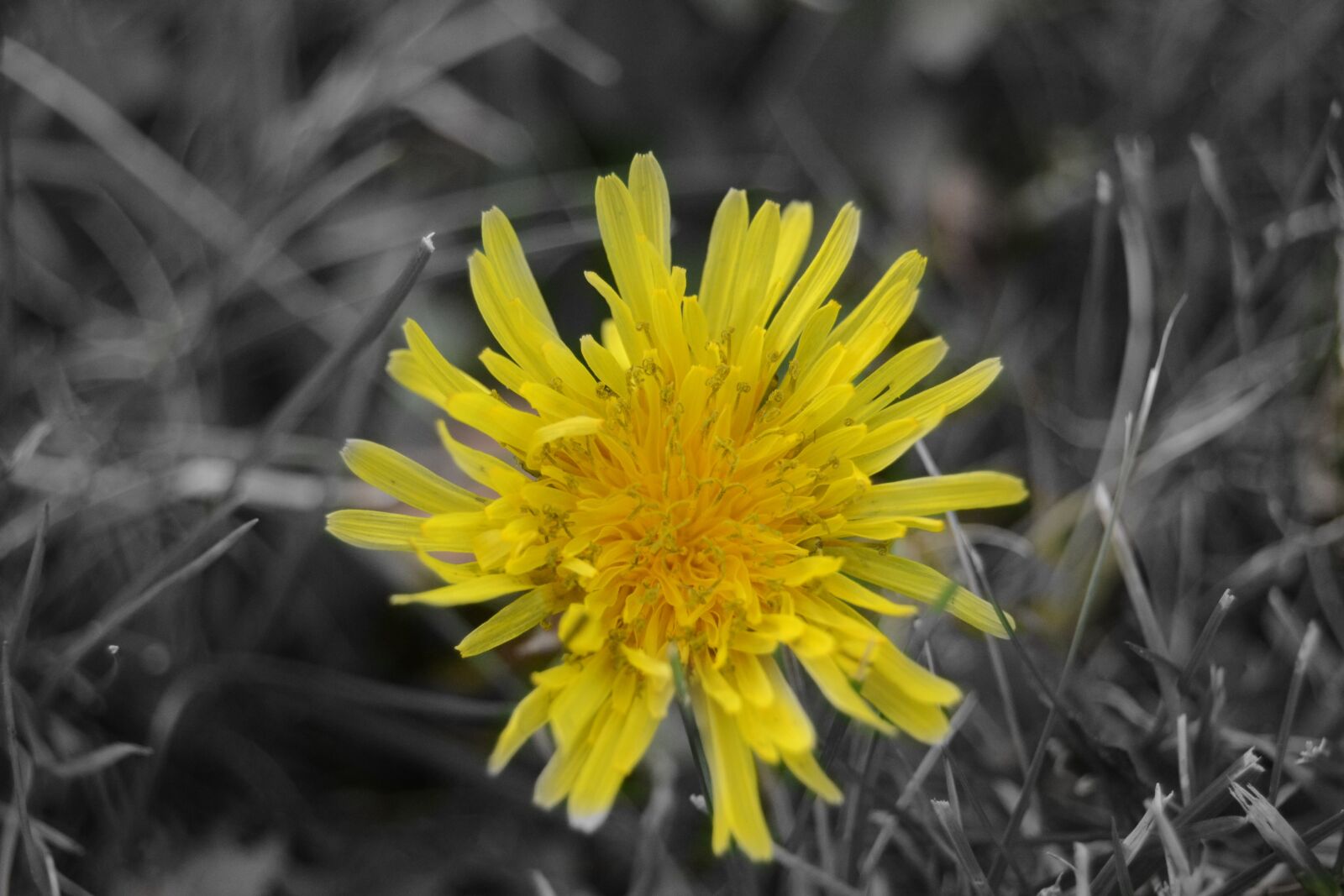 Nikon D3100 sample photo. Flower, yellow, yellow flowers photography