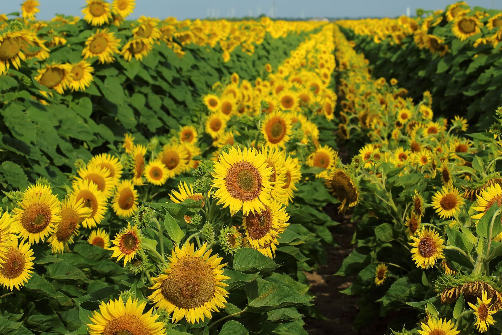 Canon EOS 1200D (EOS Rebel T5 / EOS Kiss X70 / EOS Hi) sample photo. Sunflowers, fields, flower photography