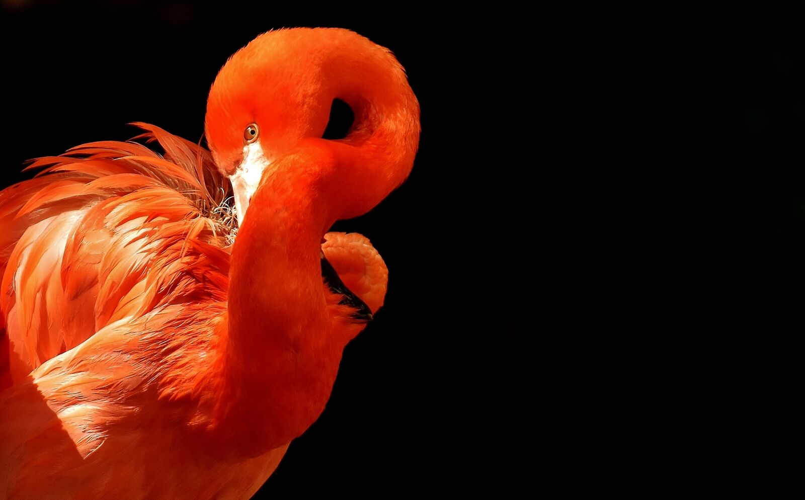 Nikon D7200 sample photo. Flamingo, birds, water bird photography