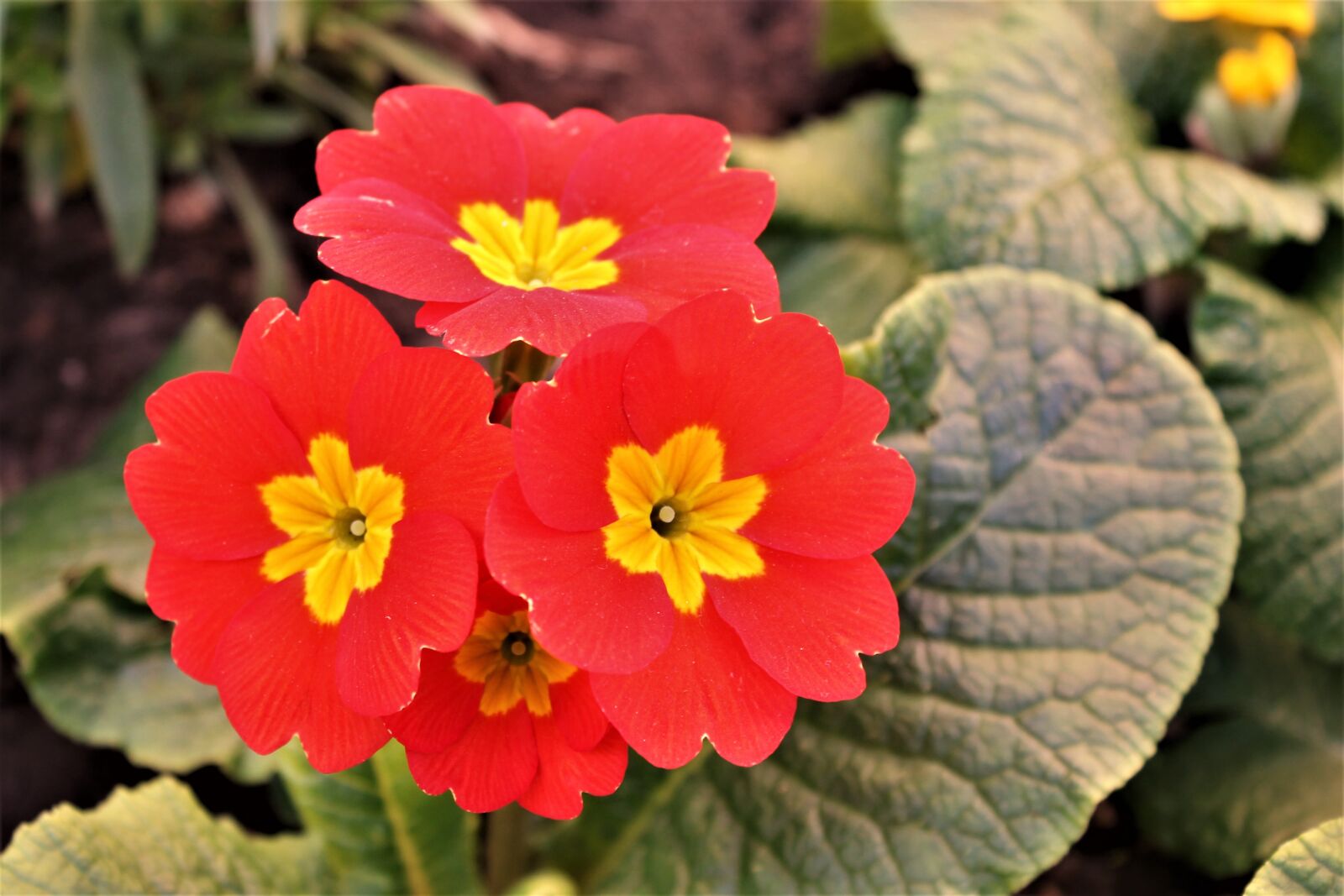 Canon EOS 1100D (EOS Rebel T3 / EOS Kiss X50) sample photo. Thinking, flower, flower yellow photography