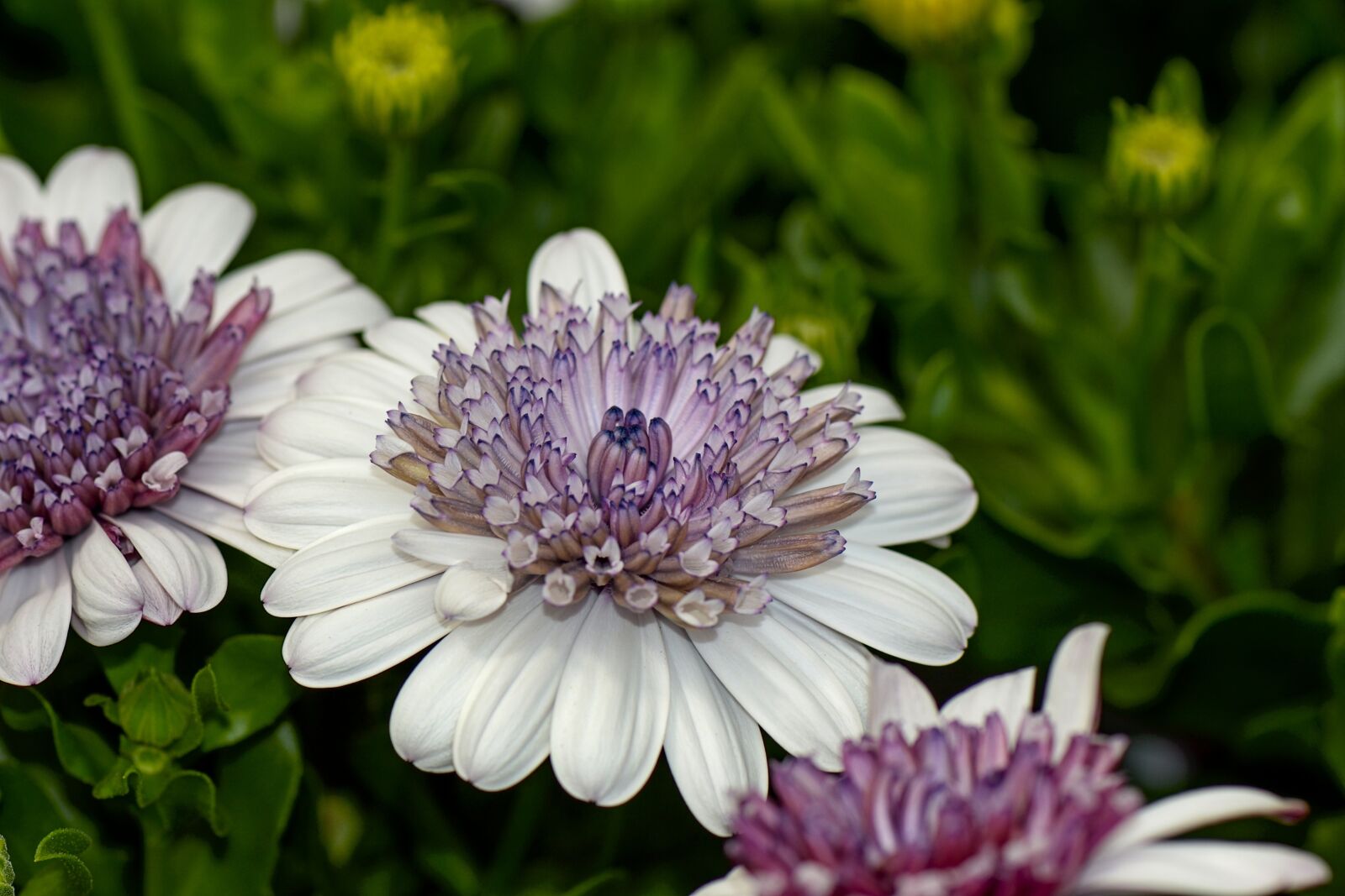 Nikon D3100 sample photo. Flower, garden, blossom photography