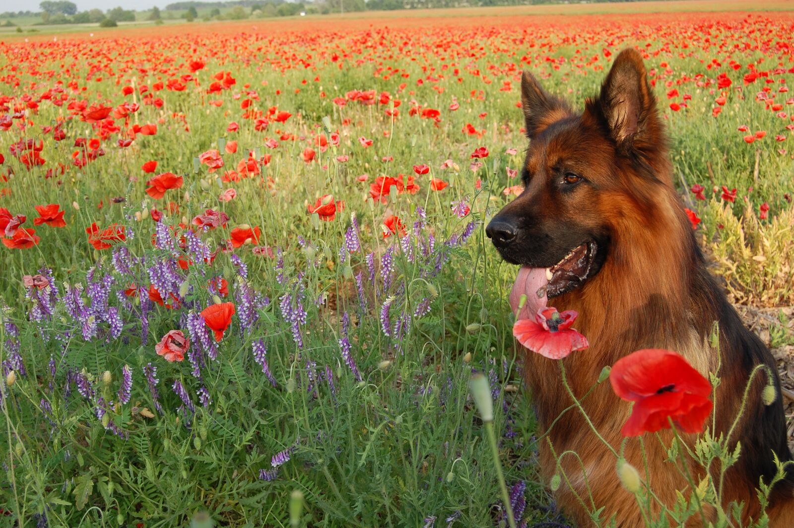 Nikon D40 sample photo. Sheep-dog, friend, flowers photography