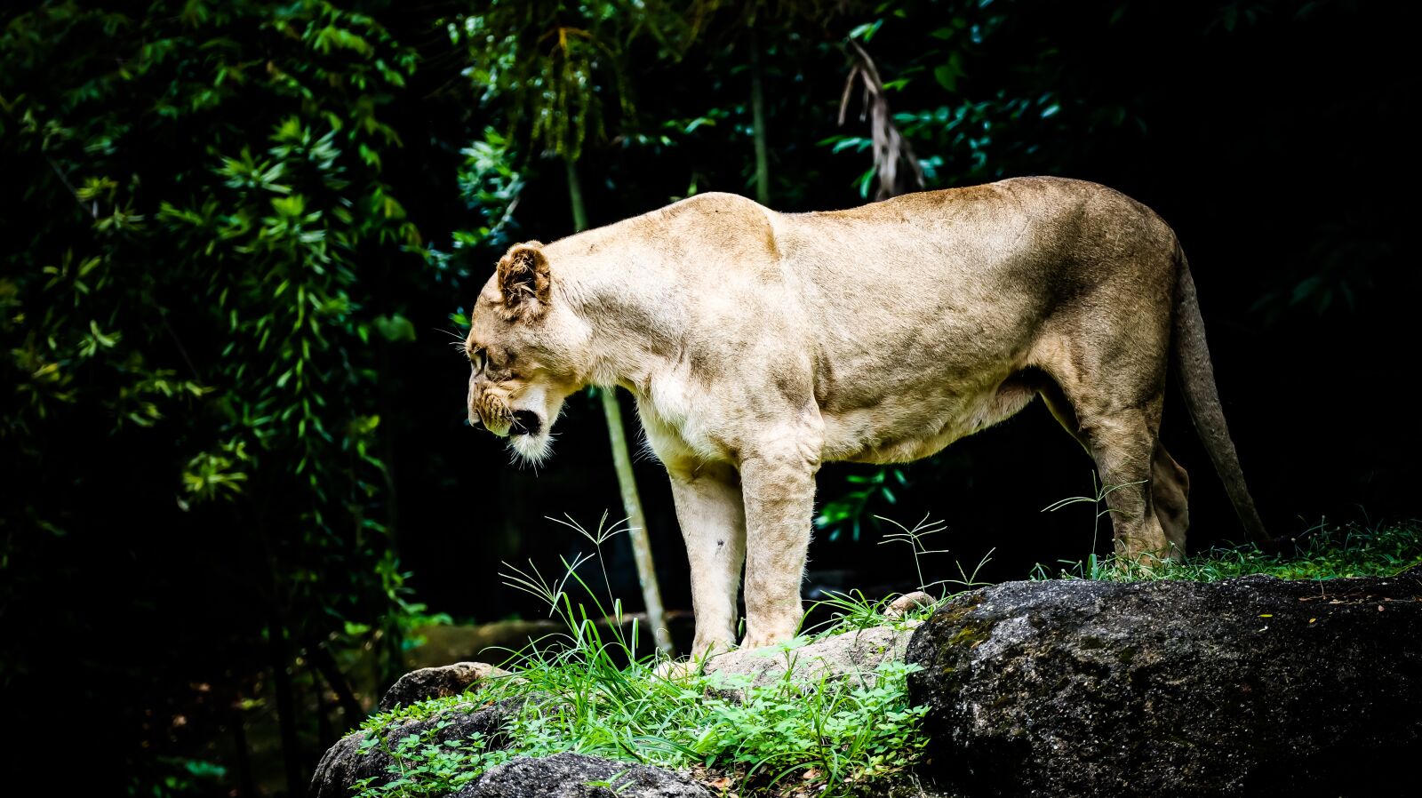 Canon EOS M50 (EOS Kiss M) sample photo. Lion, animal, safari photography