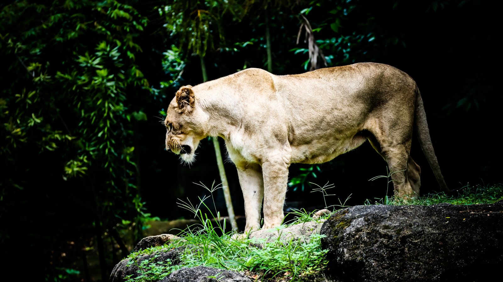 Canon EOS M50 (EOS Kiss M) + Canon EF-M 55-200mm F4.5-6.3 IS STM sample photo. Lion, animal, safari photography