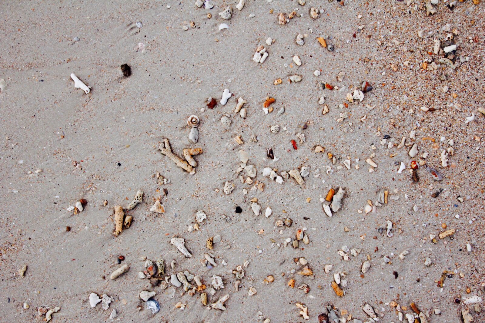 Canon EOS 60D sample photo. Beach, mussels, sea photography
