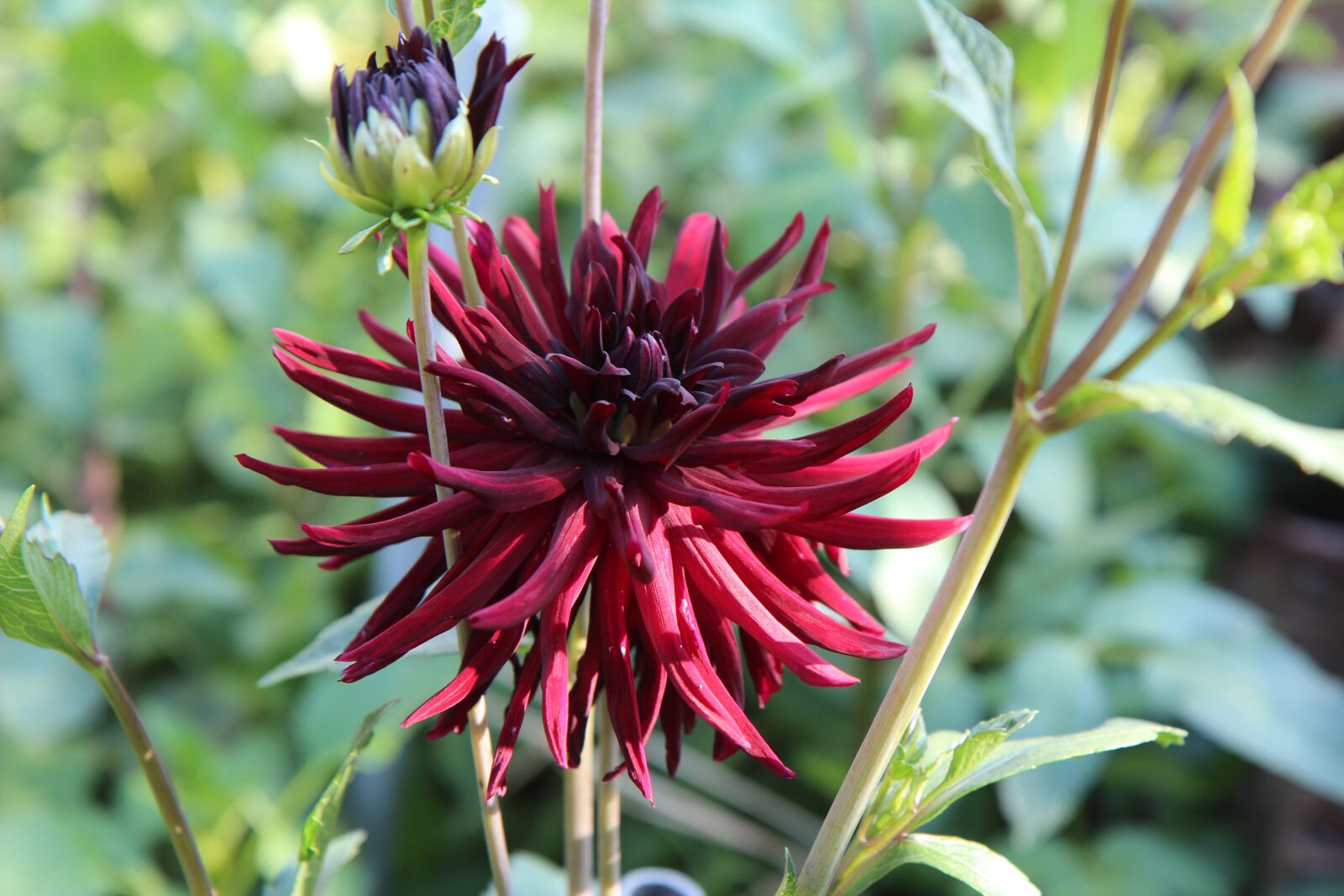 Canon EOS 600D (Rebel EOS T3i / EOS Kiss X5) sample photo. Dahlia, dahlia claret, flowering photography