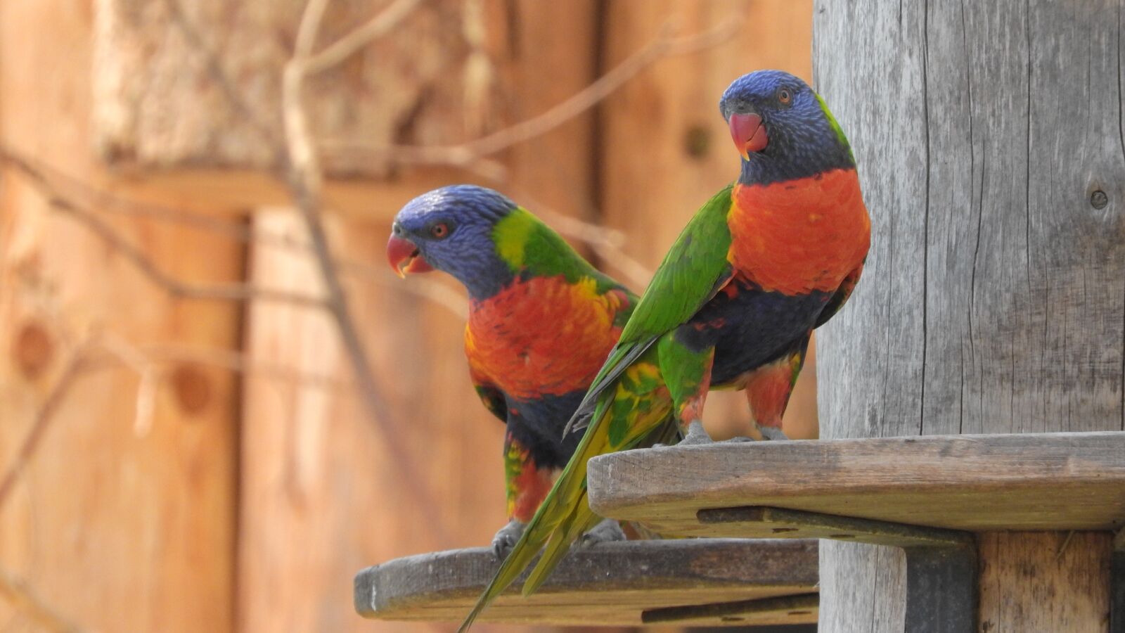 Nikon Coolpix P610 sample photo. Lori, lori mountain, parrot photography