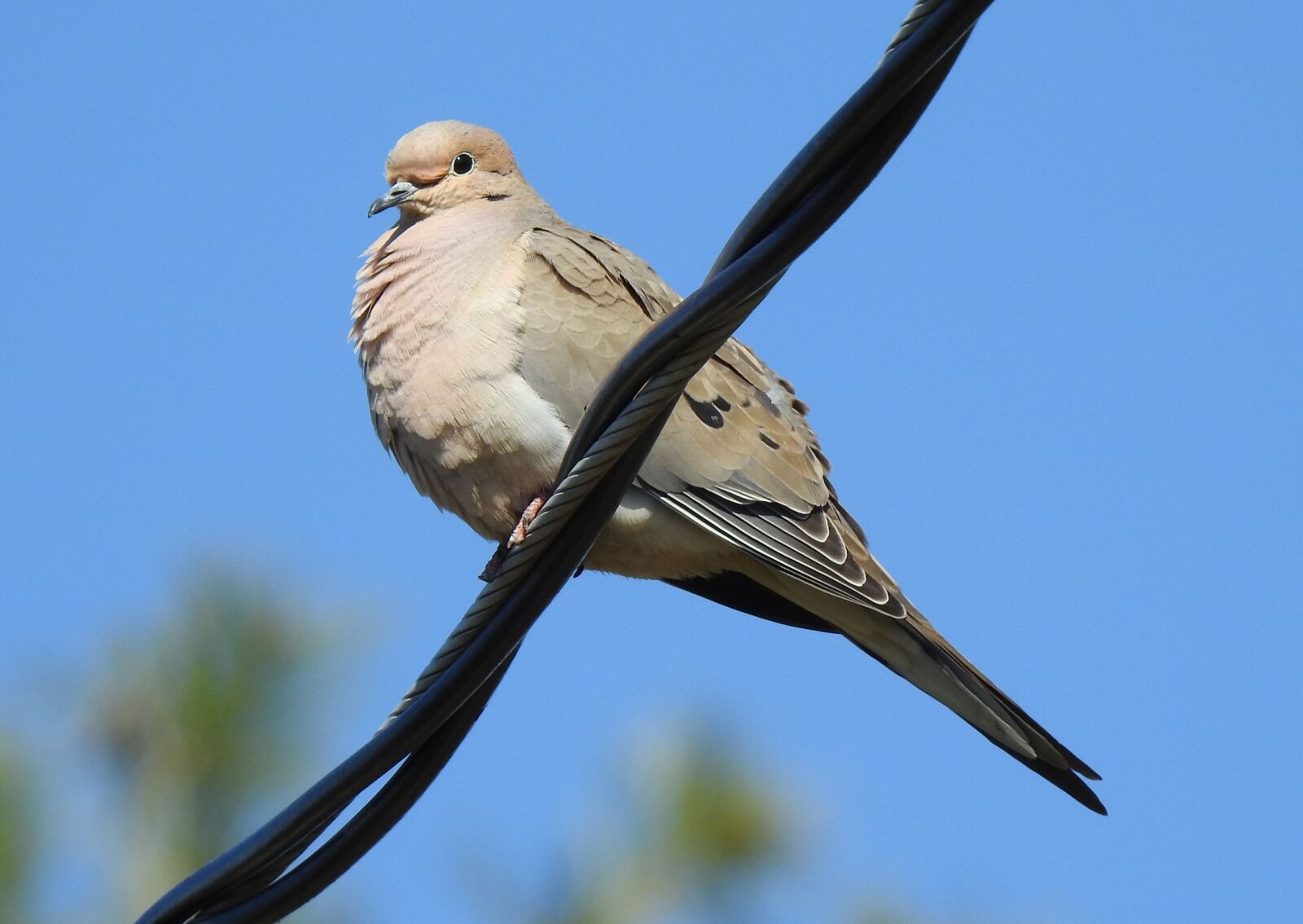 Nikon Coolpix P900 sample photo. Mourning dove, zenaida macroura photography
