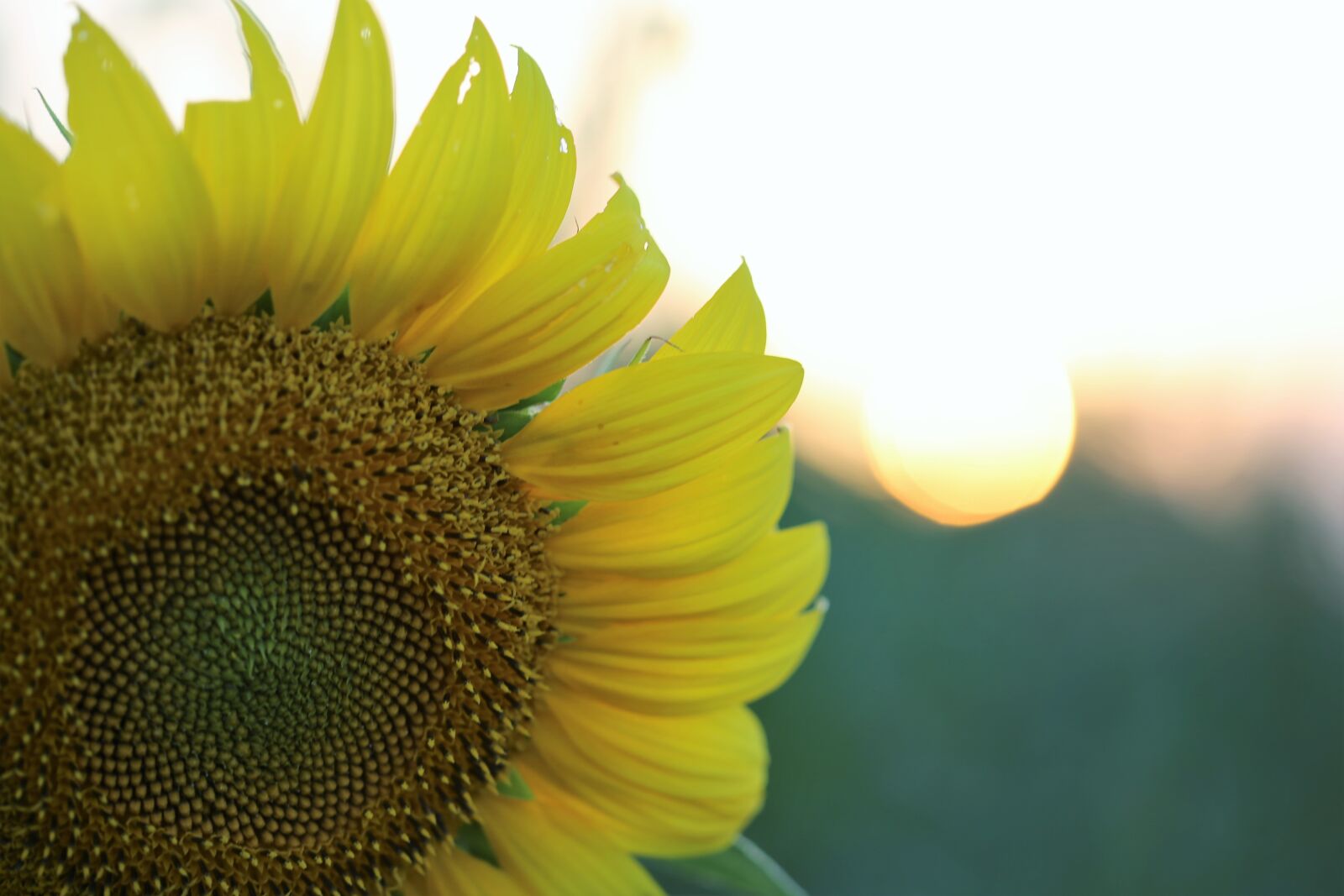 Canon EOS 6D + Canon EF 100mm F2.8 Macro USM sample photo. Sunflower, sunset, yellow photography