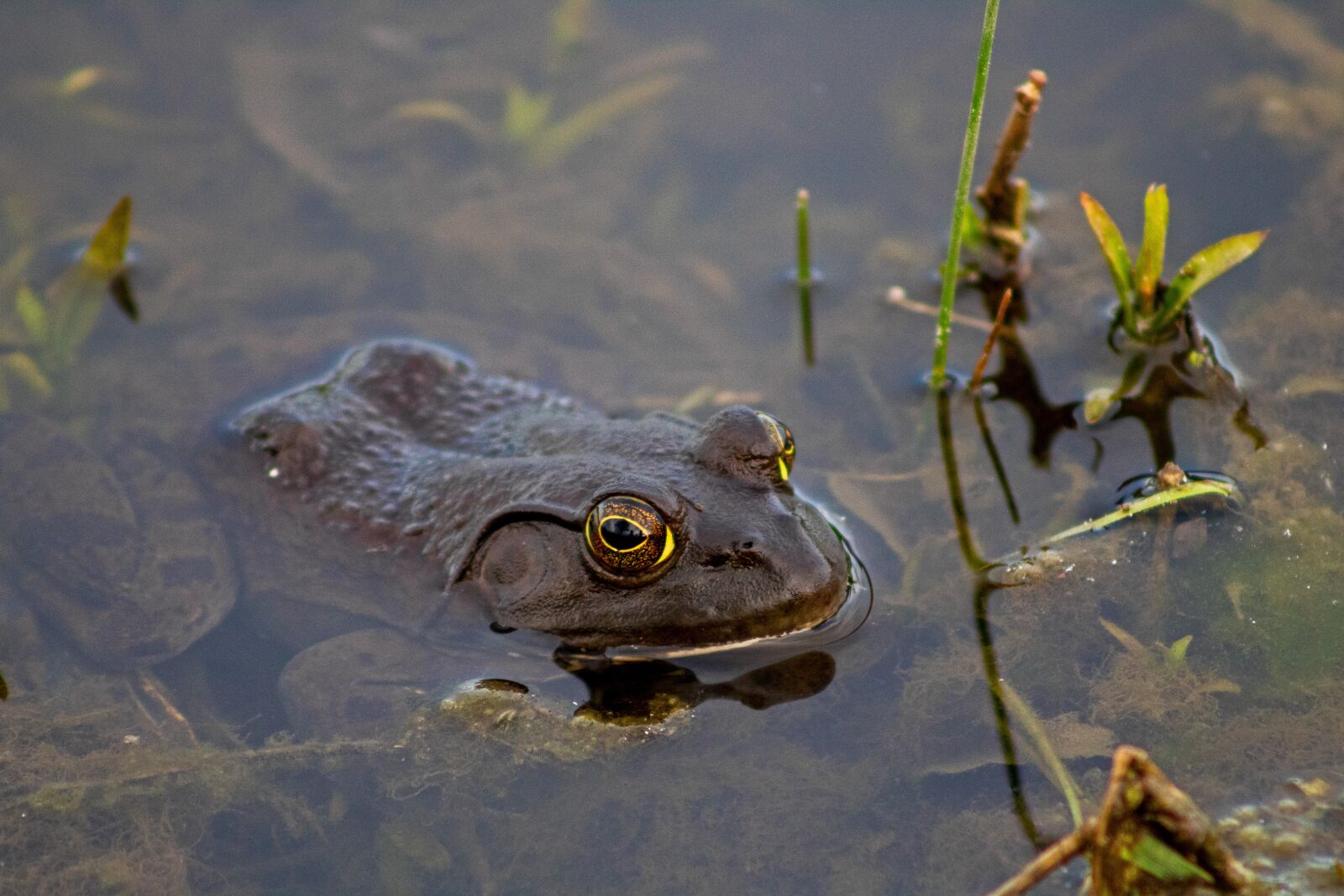 Canon EF75-300mm f/4-5.6 sample photo. Frog, toad, amphibian photography