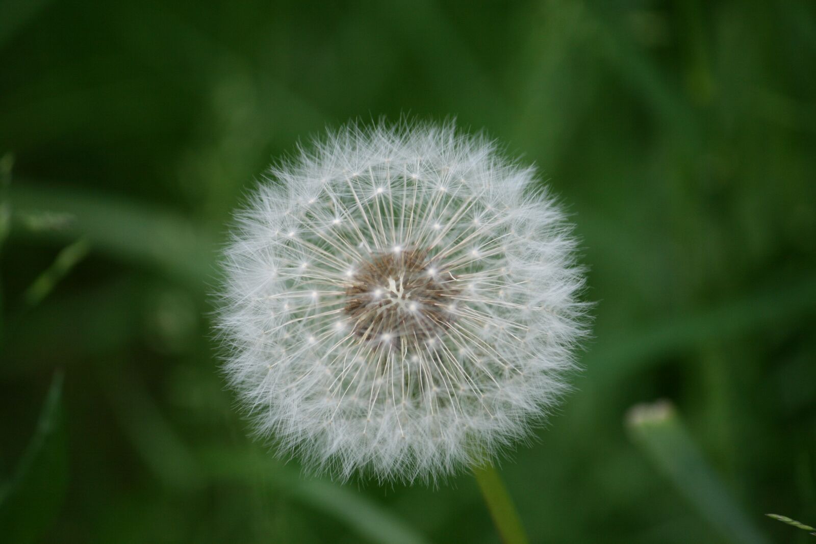 Canon EOS 400D (EOS Digital Rebel XTi / EOS Kiss Digital X) sample photo. Dandelion, plant, close up photography