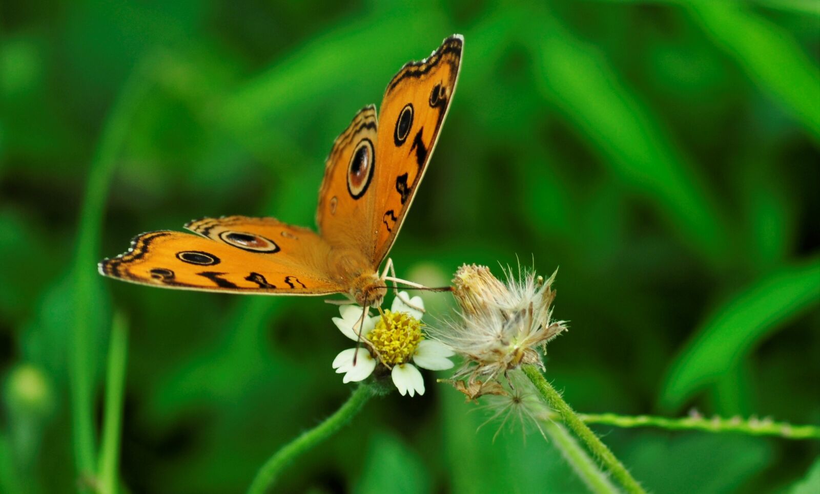 Nikon D5000 sample photo. Butterfly, nature, insect photography
