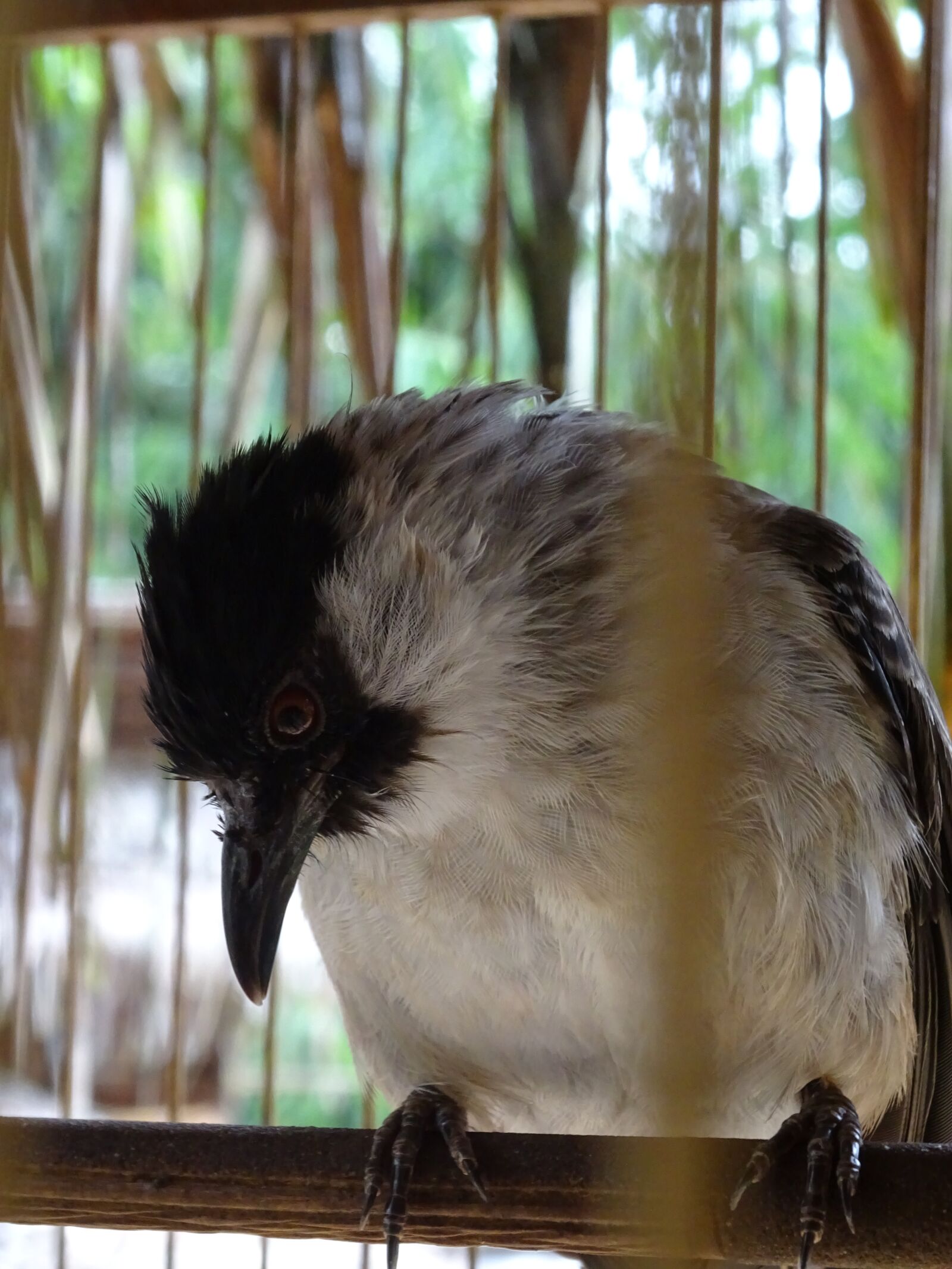 Sony Cyber-shot DSC-WX350 sample photo. Bird, cage, finch photography