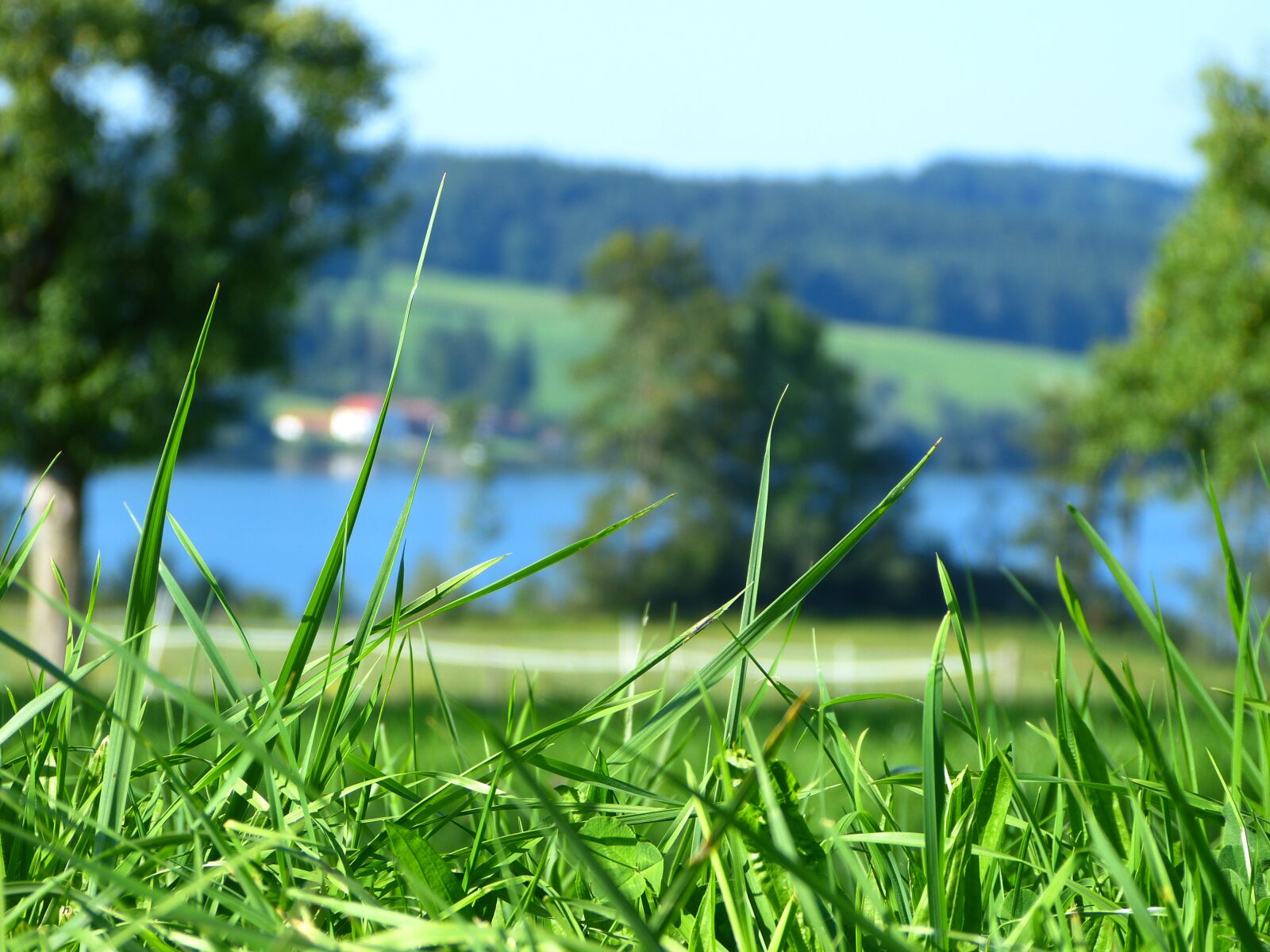 Panasonic Lumix DMC-FZ150 sample photo. Grass, close up, blur photography