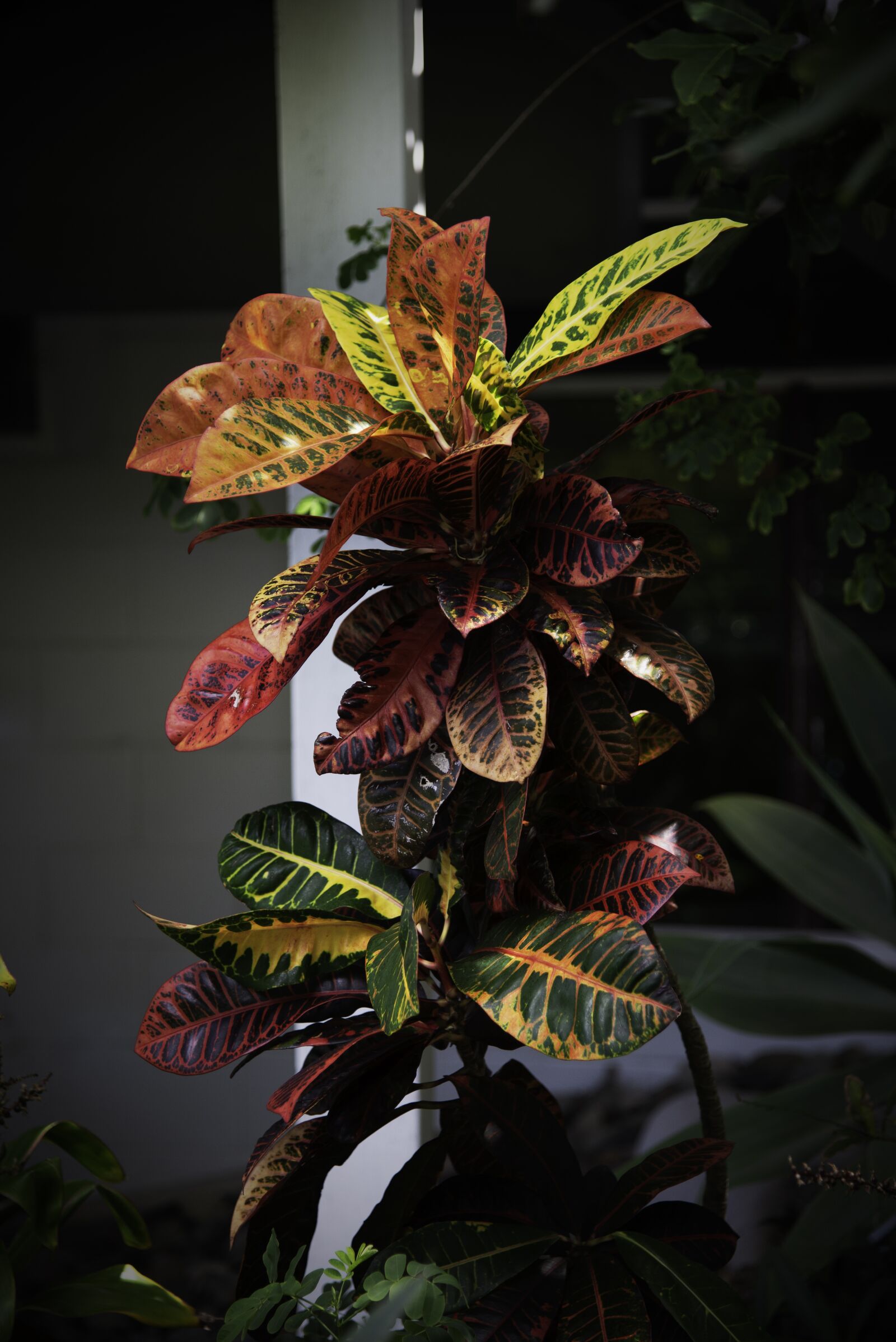 Nikon D610 sample photo. Nature, leaf, flora photography