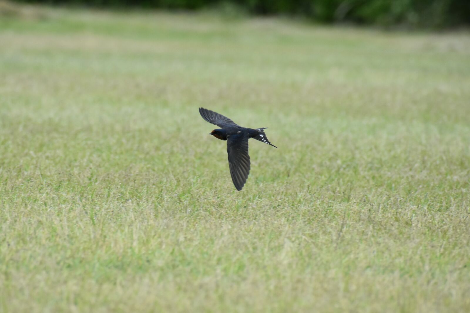 Nikon D7200 sample photo. Animal, park, lawn photography