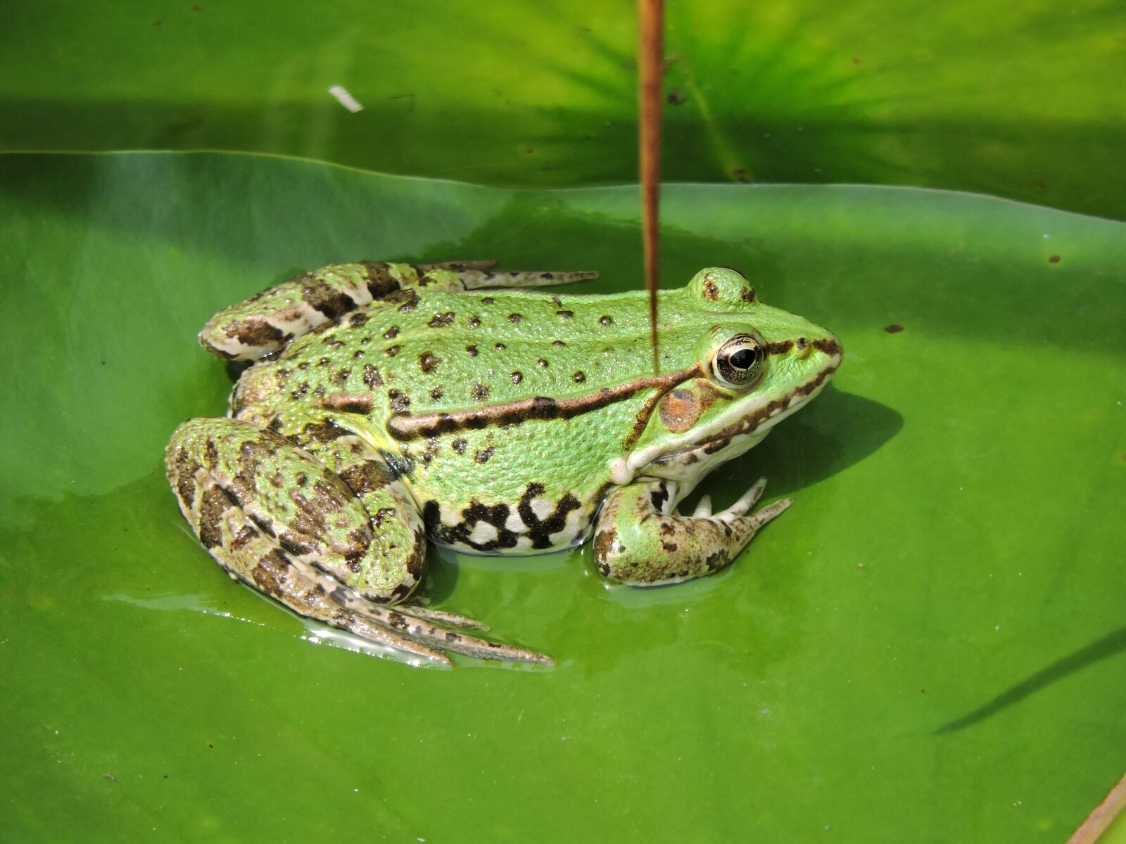 Nikon Coolpix P530 sample photo. Frog, pond, green frog photography