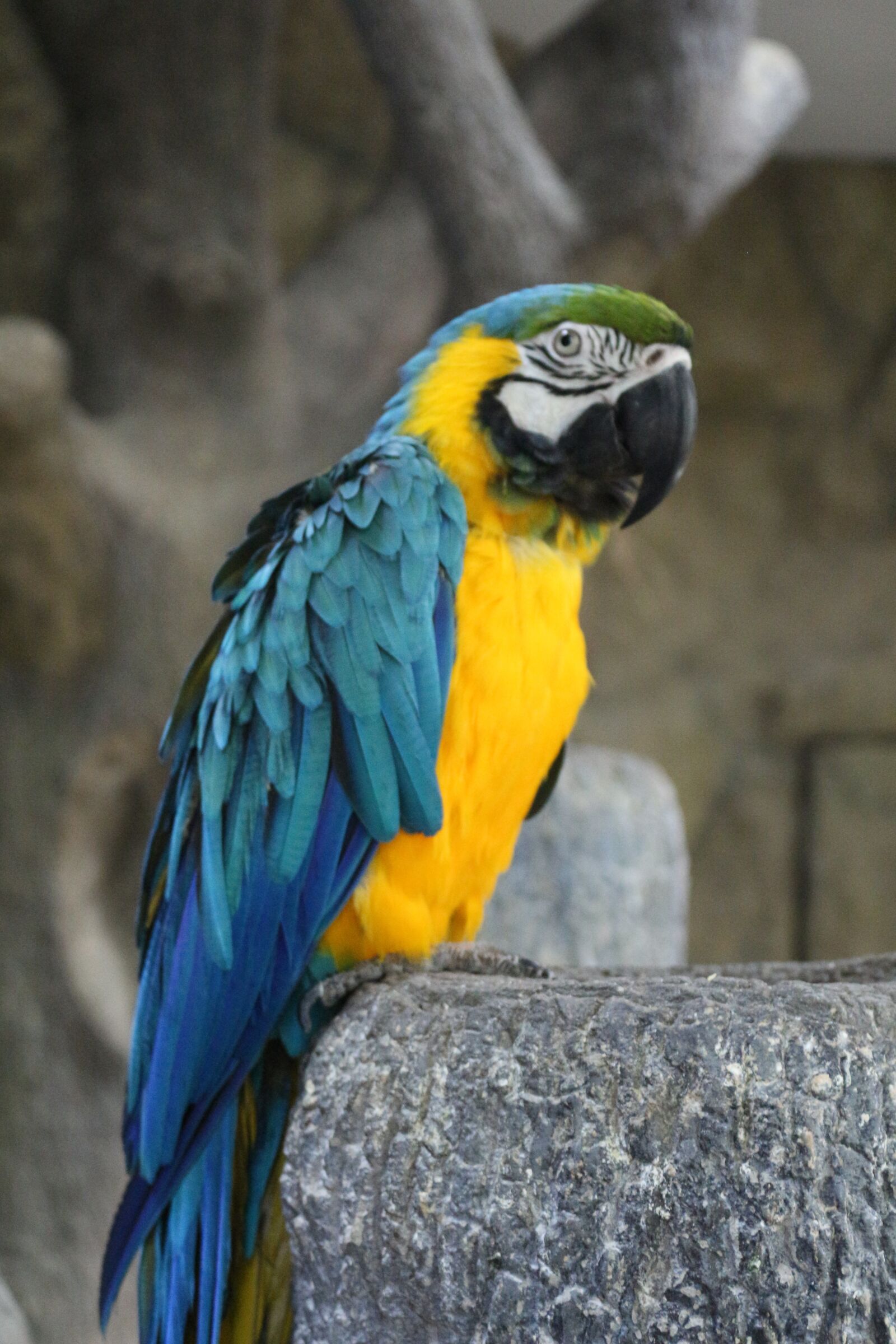 Canon EOS 650D (EOS Rebel T4i / EOS Kiss X6i) sample photo. Parrot, ara, zoo photography