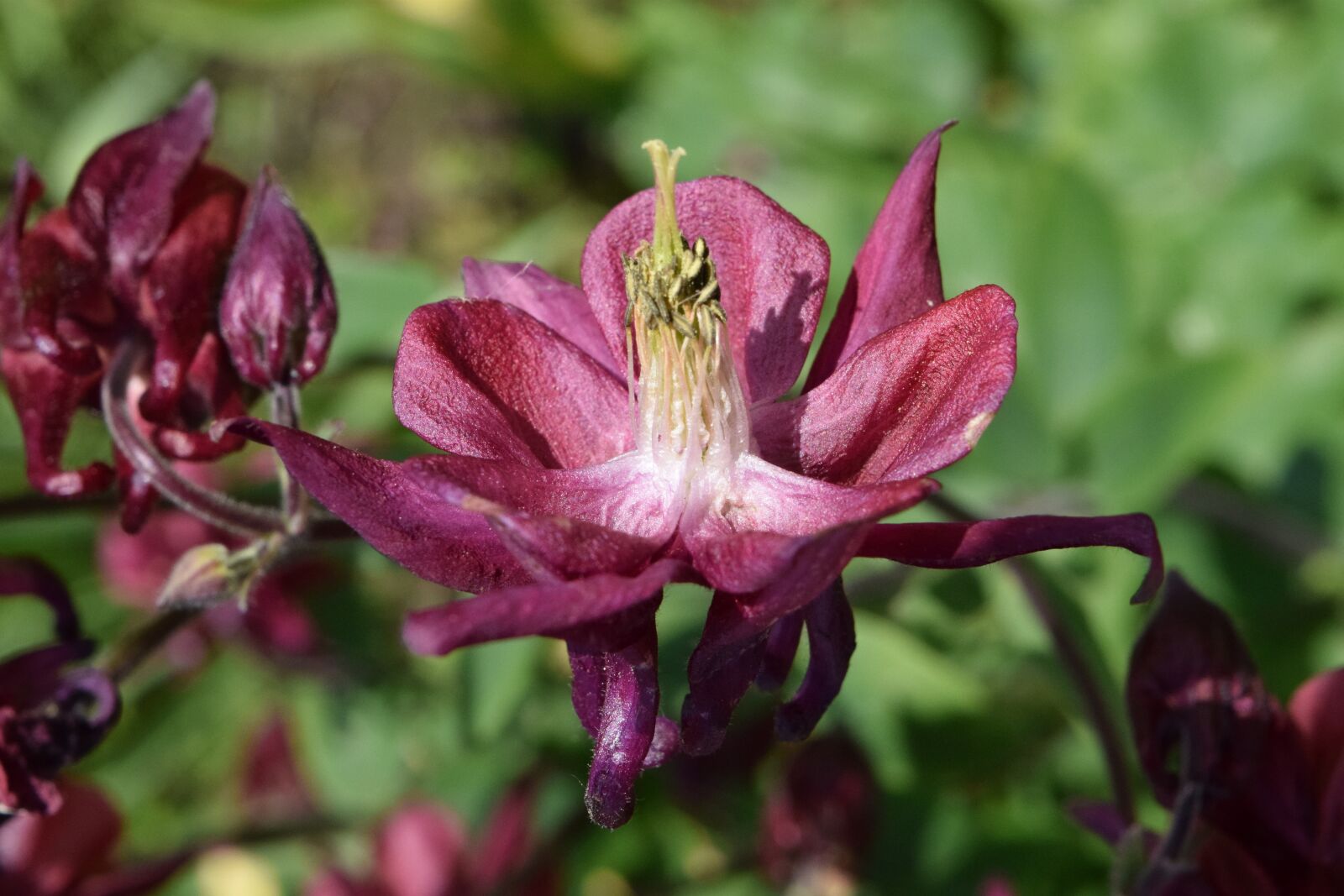 Nikon D3300 sample photo. Bellflower, purple, flower photography
