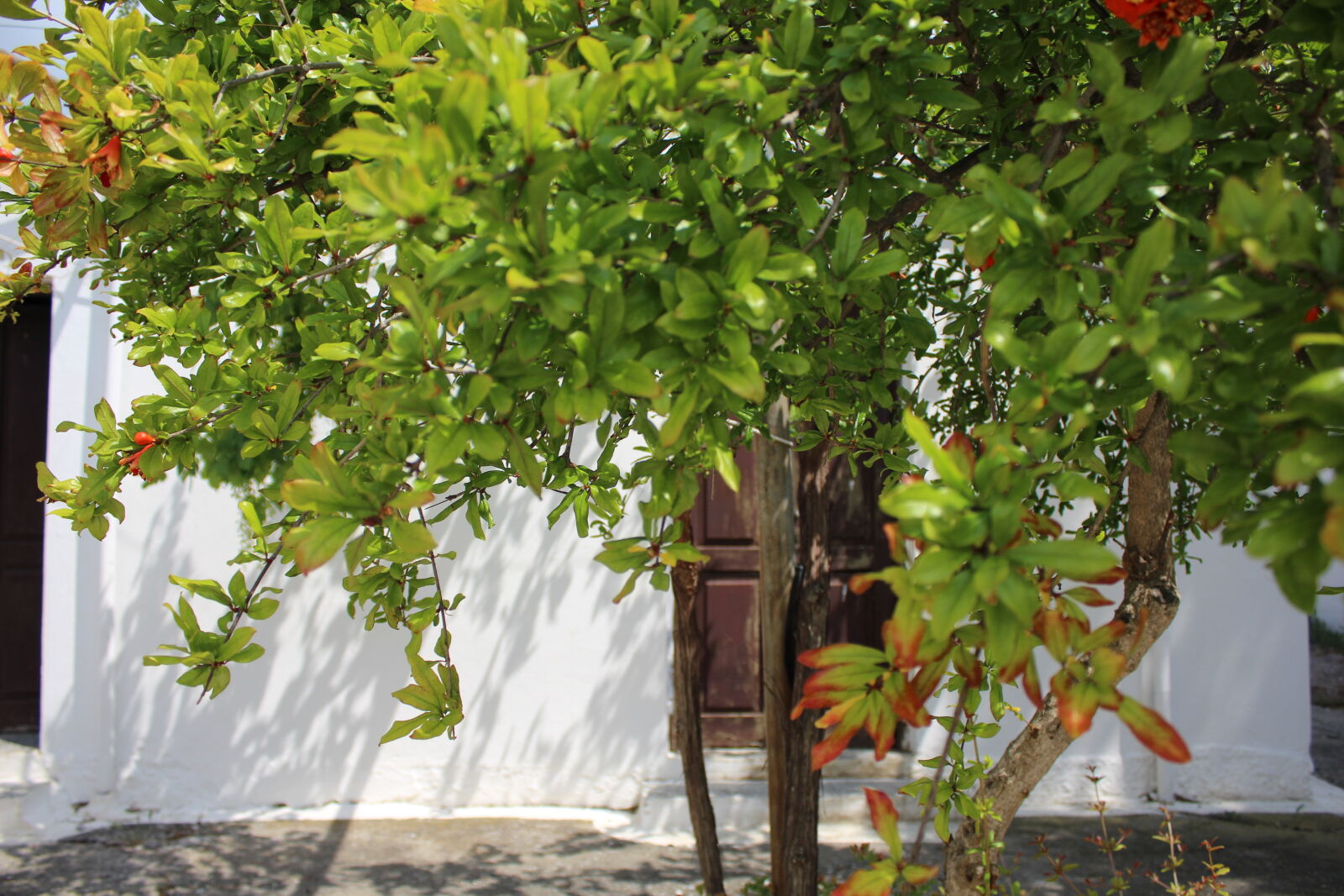 Canon EOS 1200D (EOS Rebel T5 / EOS Kiss X70 / EOS Hi) sample photo. Door, tree photography