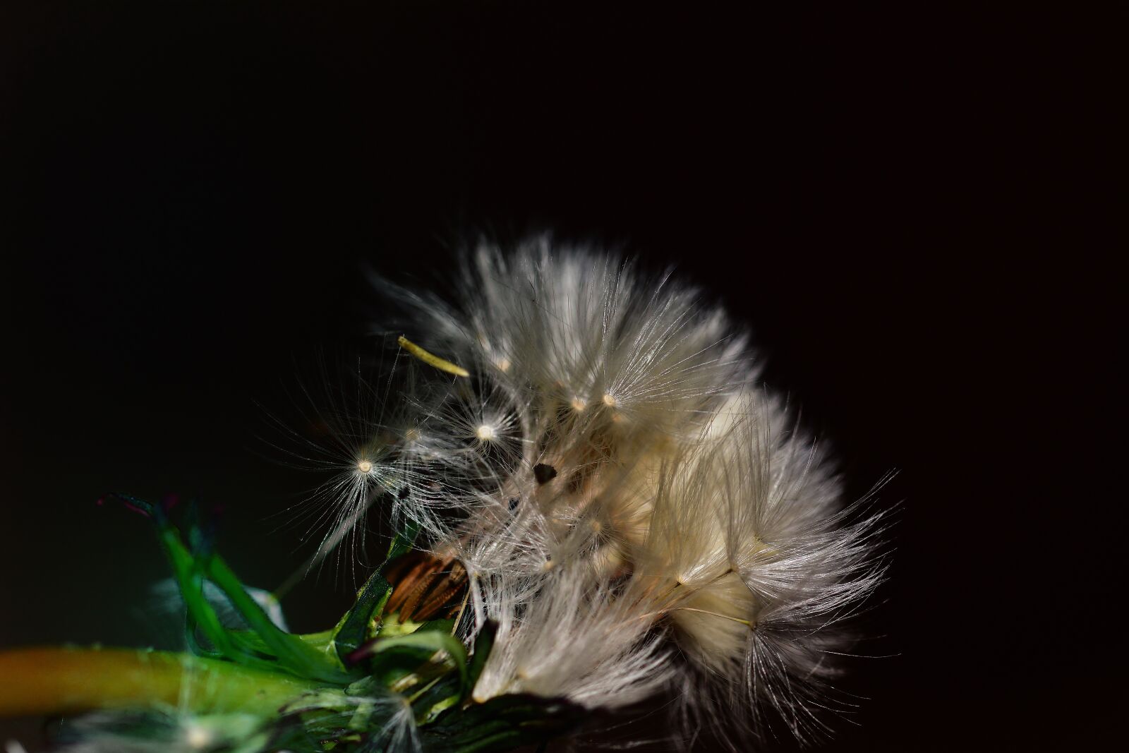 Nikon D5200 sample photo. Dandelion, seeds, close up photography