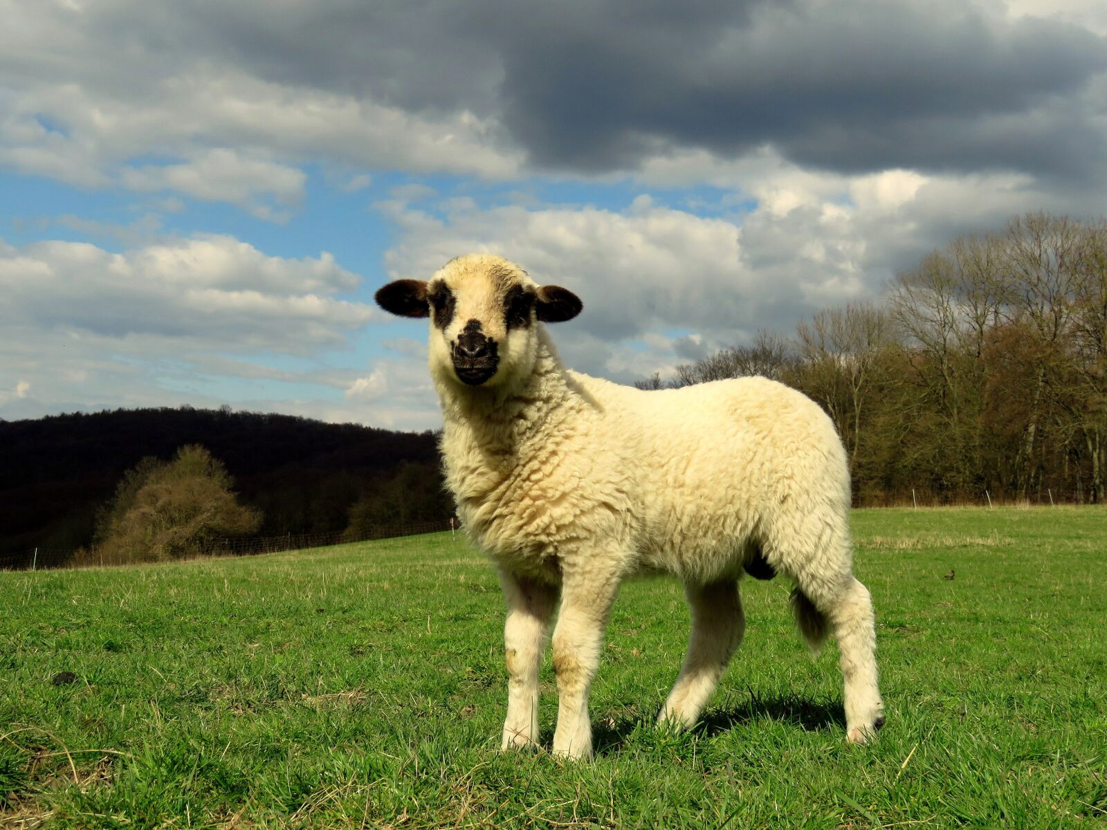 Canon PowerShot SX60 HS sample photo. Sheep, lamb, meadow photography