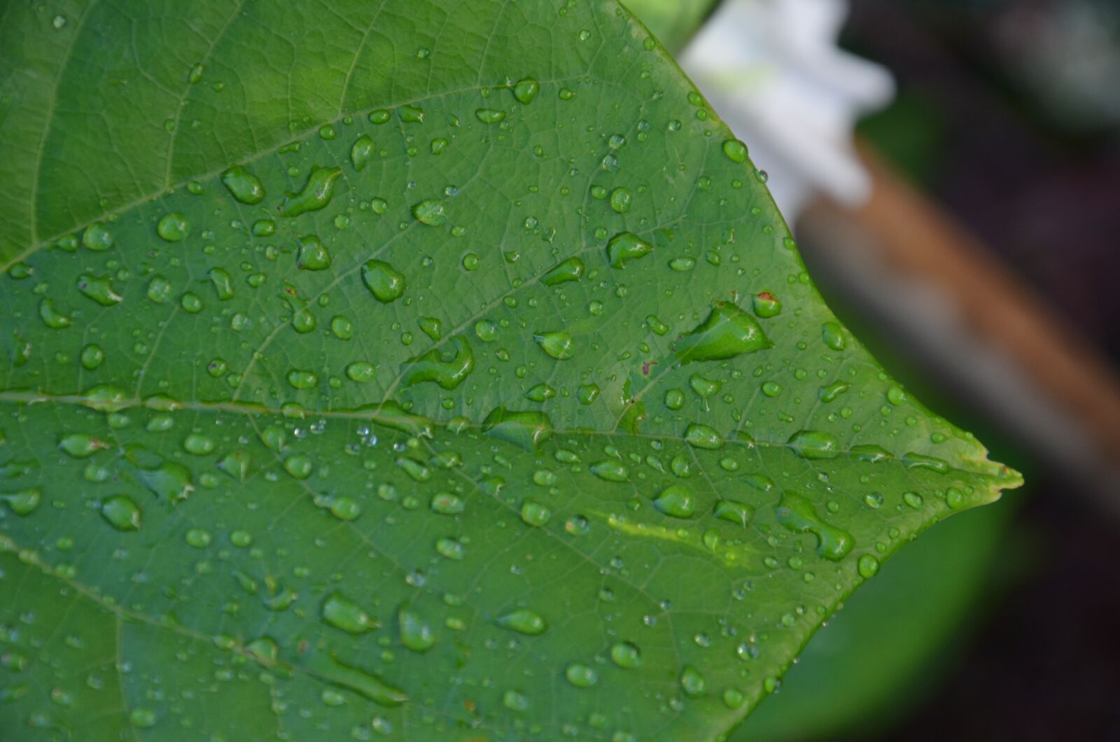 Nikon D5100 sample photo. Green leaf, rain, wet photography