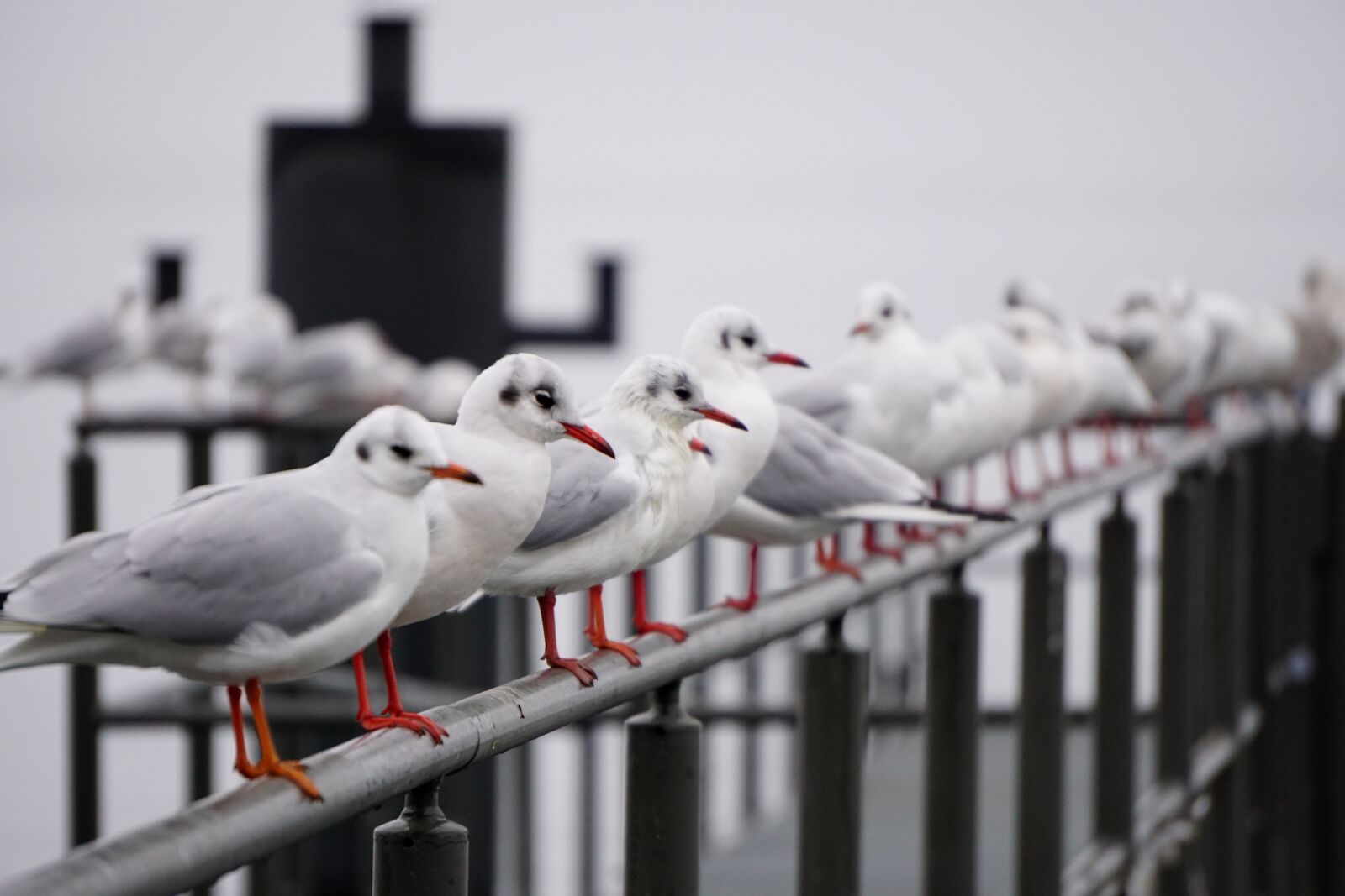 Sony E 55-210mm F4.5-6.3 OSS sample photo. Seagull, bird, baltic sea photography