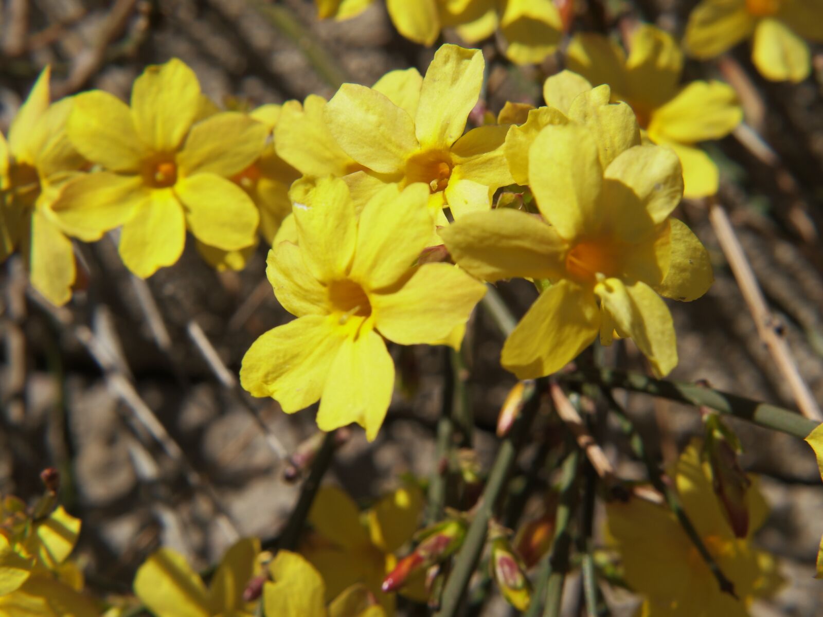 XIAOYI 42.5mm F1.8 sample photo. Small yellow flowers, macro photography