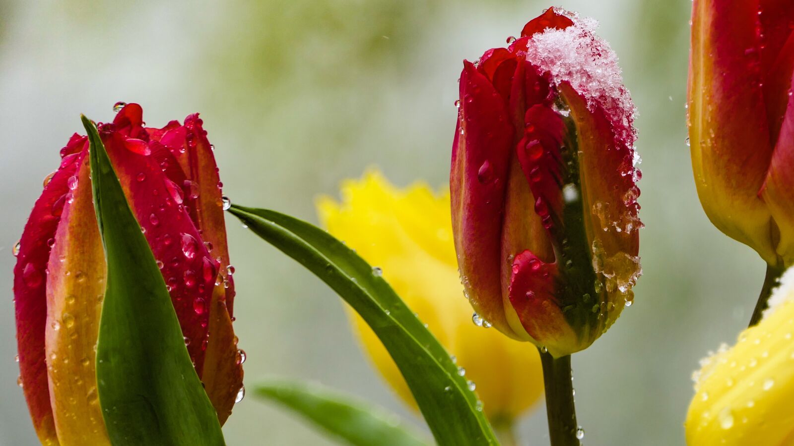 Panasonic Lumix DMC-FZ2500 (Lumix DMC-FZ2000) sample photo. Tulips, red, yellow photography