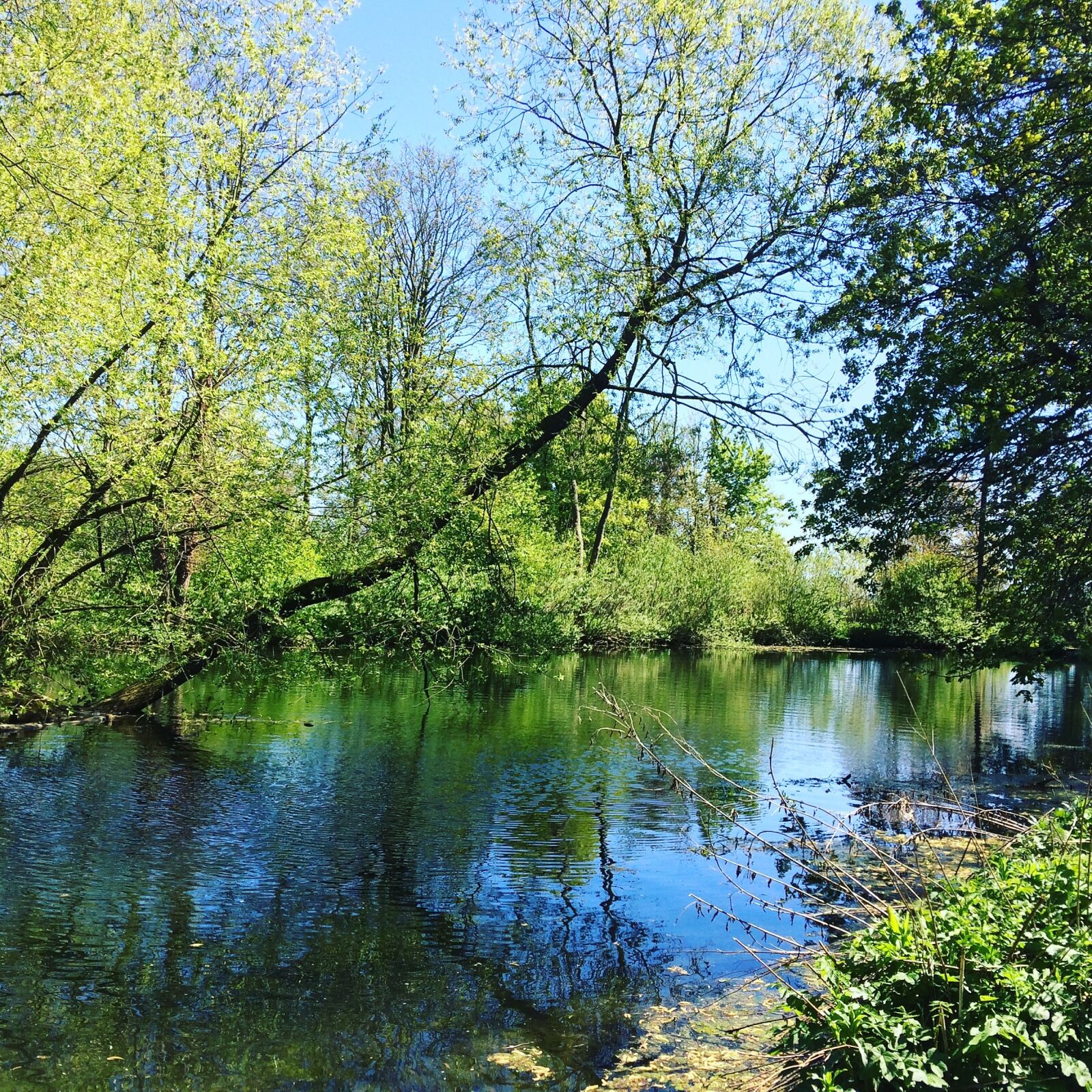 iPhone 5s back camera 4.15mm f/2.2 sample photo. Trees, nature, stream photography