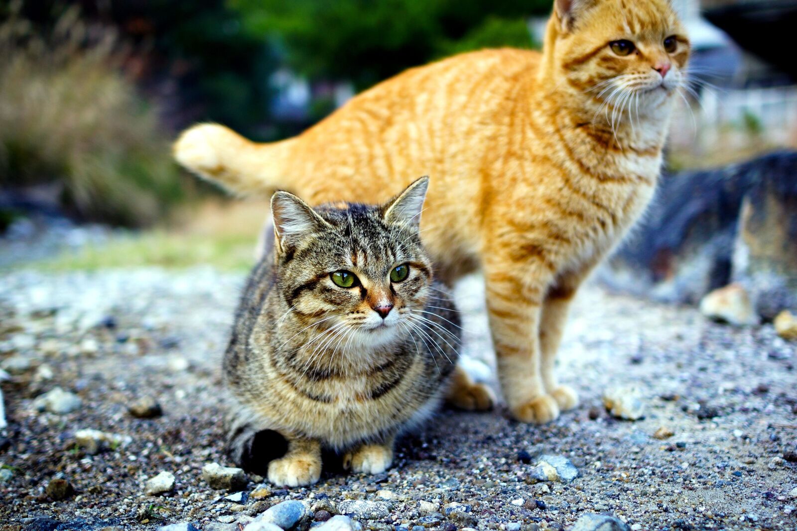Sony Alpha NEX-7 sample photo. Two cute cats, kittens photography