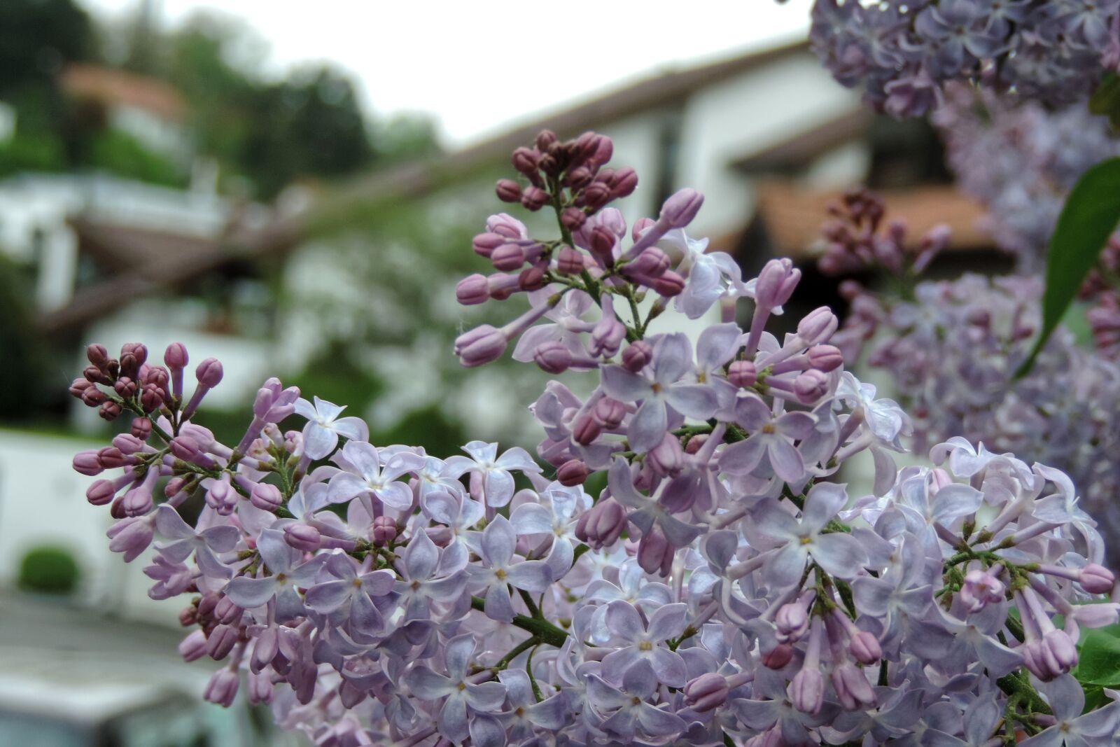 Nikon Coolpix P520 sample photo. Lilac, summer lilac, violet photography