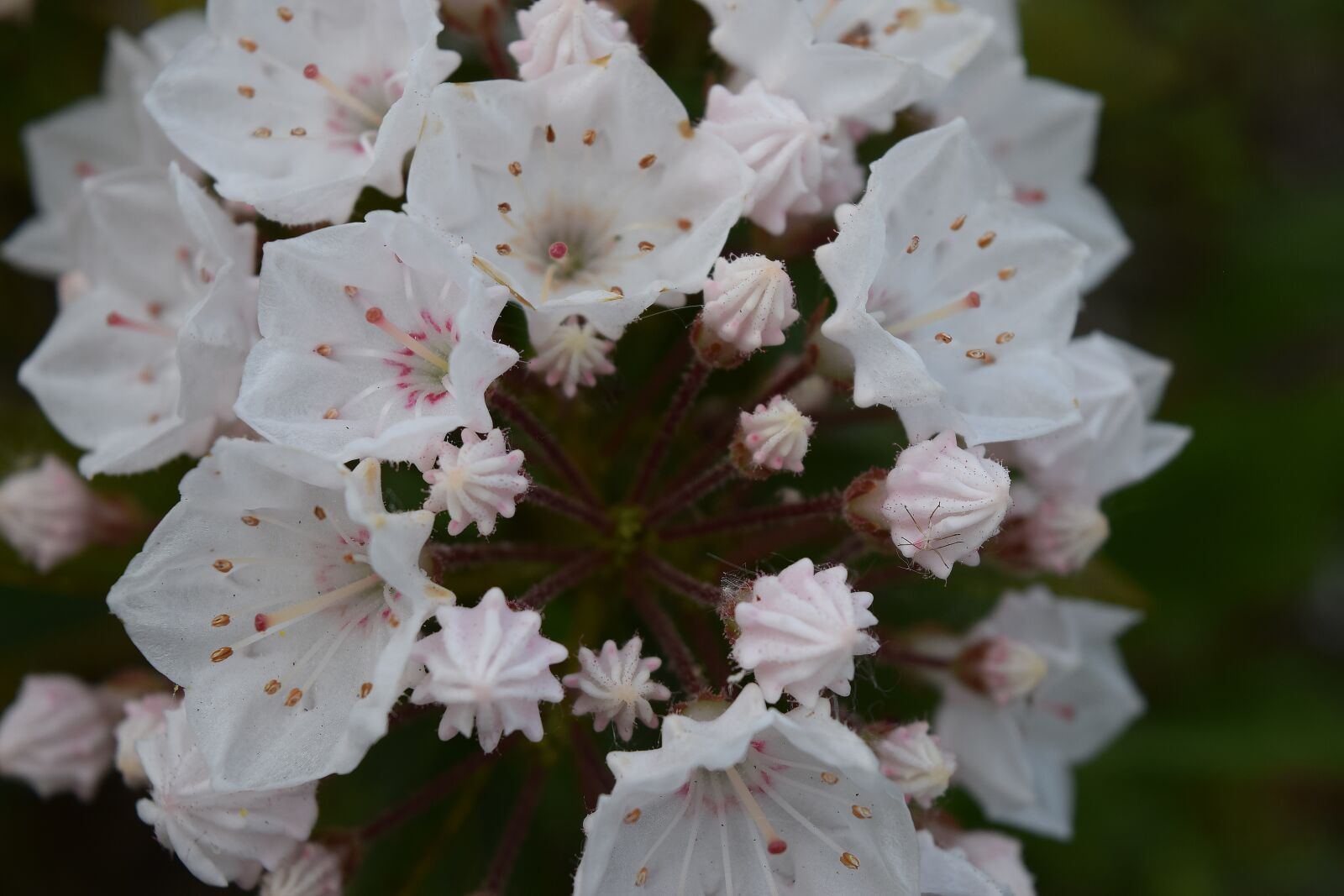 Nikon D3300 sample photo. Kalmia latifolia elf, flower photography