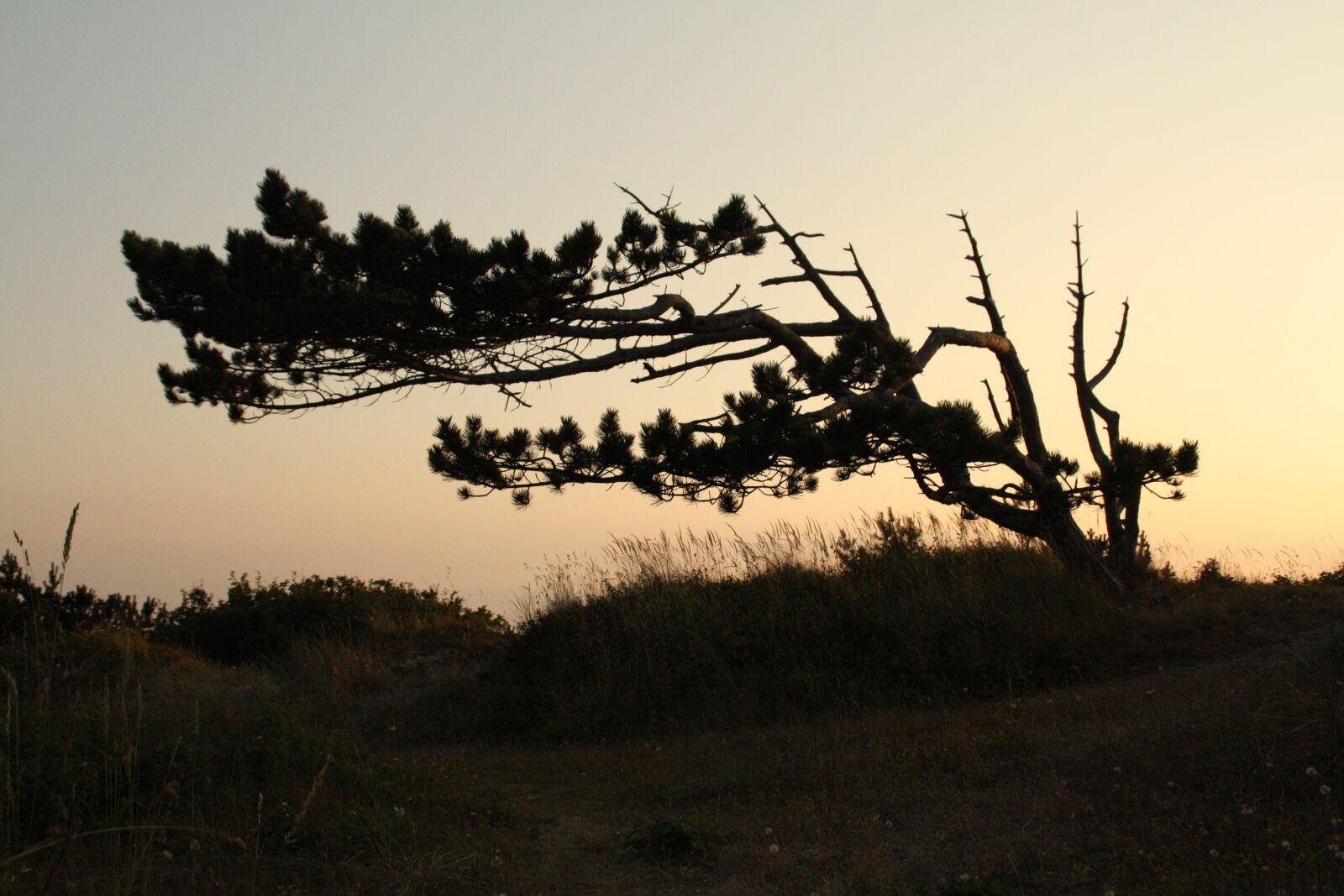 Canon EOS 450D (EOS Rebel XSi / EOS Kiss X2) sample photo. Tree, nature, sunset photography