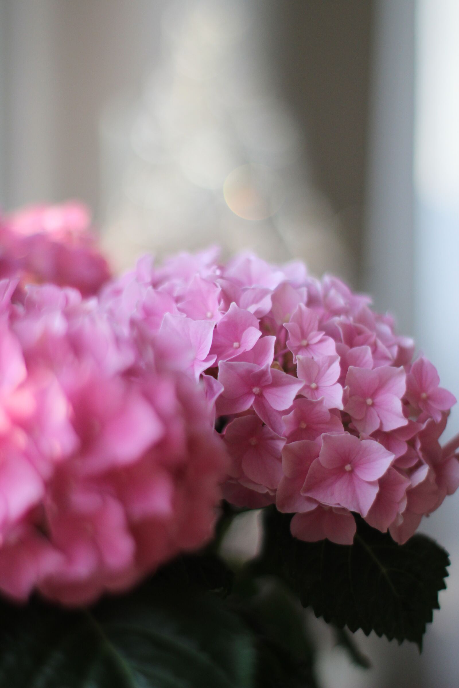 Canon EOS 1300D (EOS Rebel T6 / EOS Kiss X80) sample photo. Hydrangea, pink, nature photography