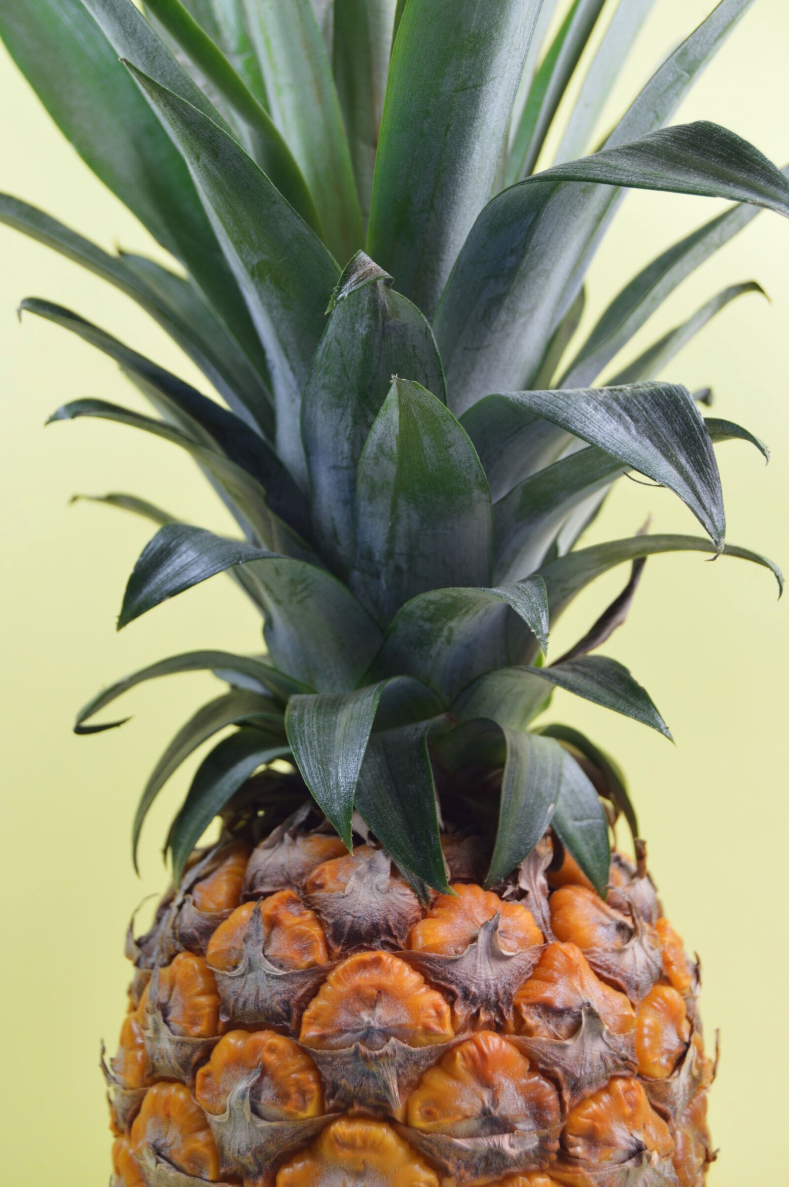 Nikon D3200 sample photo. Pineapple, fresh, raw photography