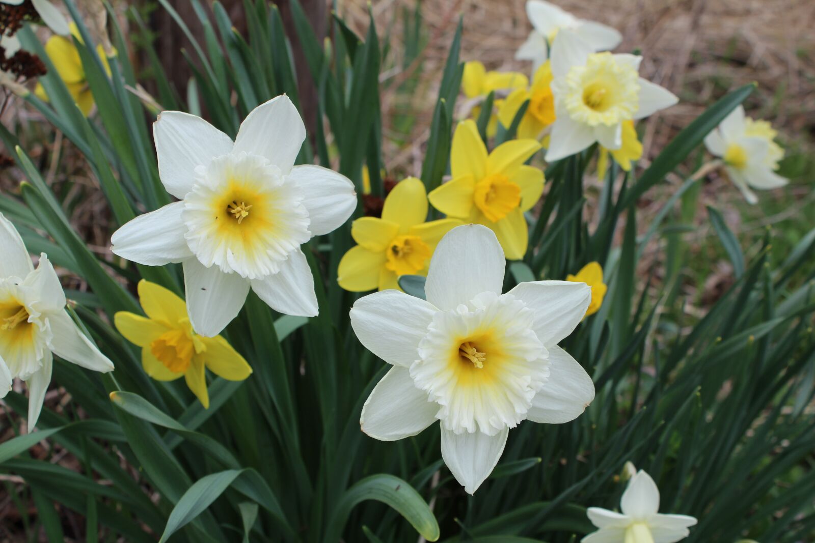 Canon EOS 1200D (EOS Rebel T5 / EOS Kiss X70 / EOS Hi) sample photo. Spring, flower, daffodil photography