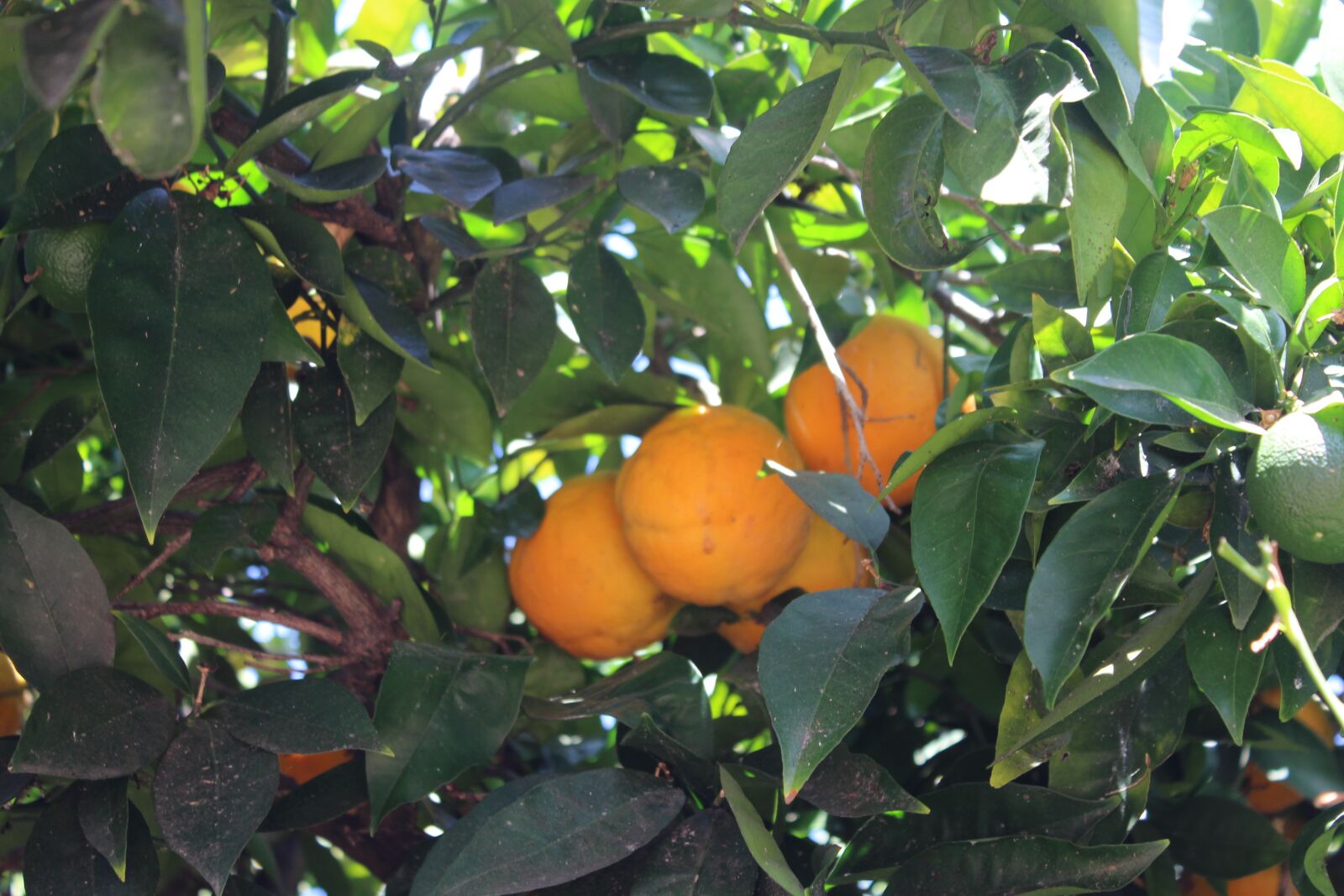 Canon EOS 1200D (EOS Rebel T5 / EOS Kiss X70 / EOS Hi) sample photo. Fruit tree, oranges, fruits photography